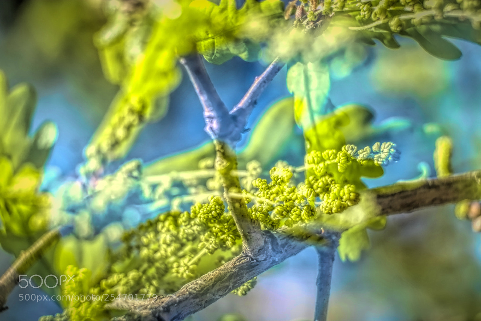 Fujifilm X-E1 sample photo. Oak tree flowers photography