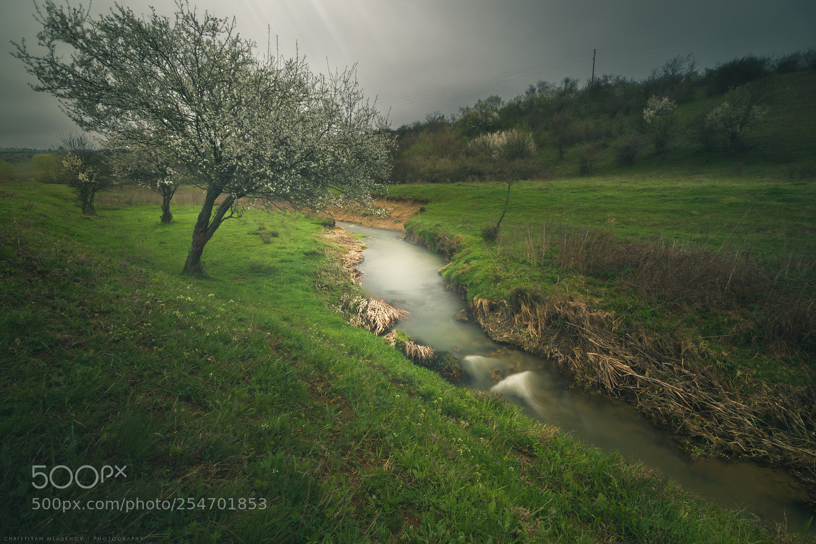Canon EOS 70D sample photo. Spring greens photography