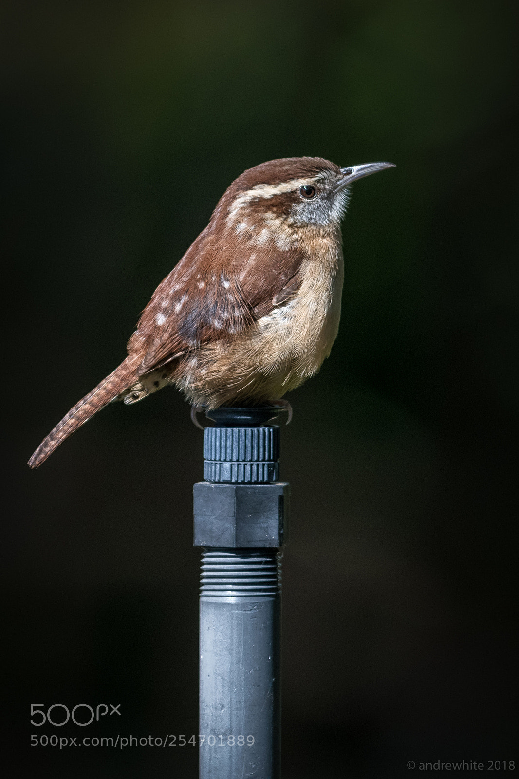 Nikon D850 sample photo. Favorite perch photography