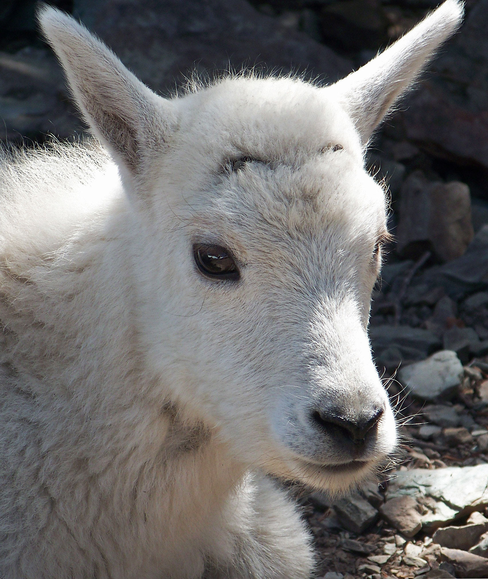 Kodak Z712 IS ZOOM DIGITAL CAMERA sample photo. Young mountain goat photography