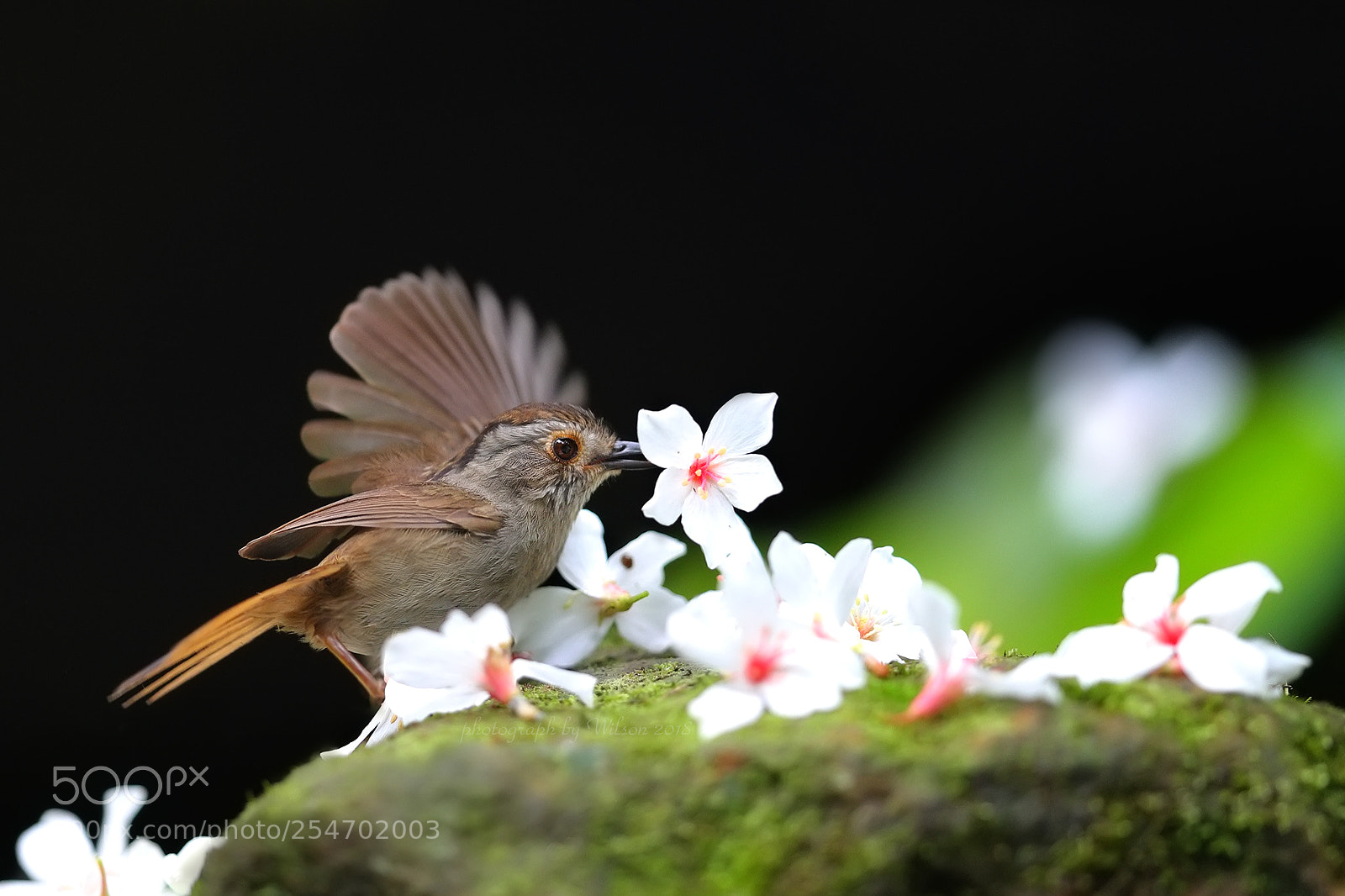 Canon EOS-1D X Mark II sample photo. Alcippe brunnea photography