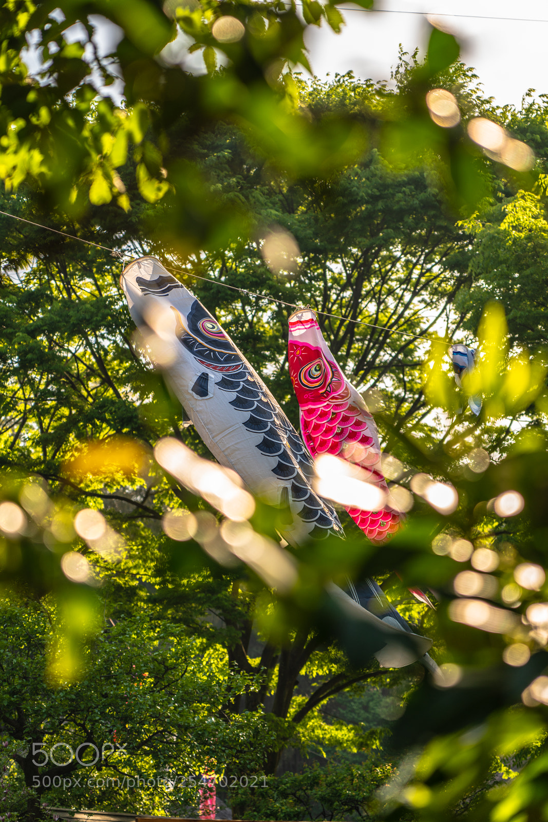 Sony a7R III sample photo. Fishes in the sun photography