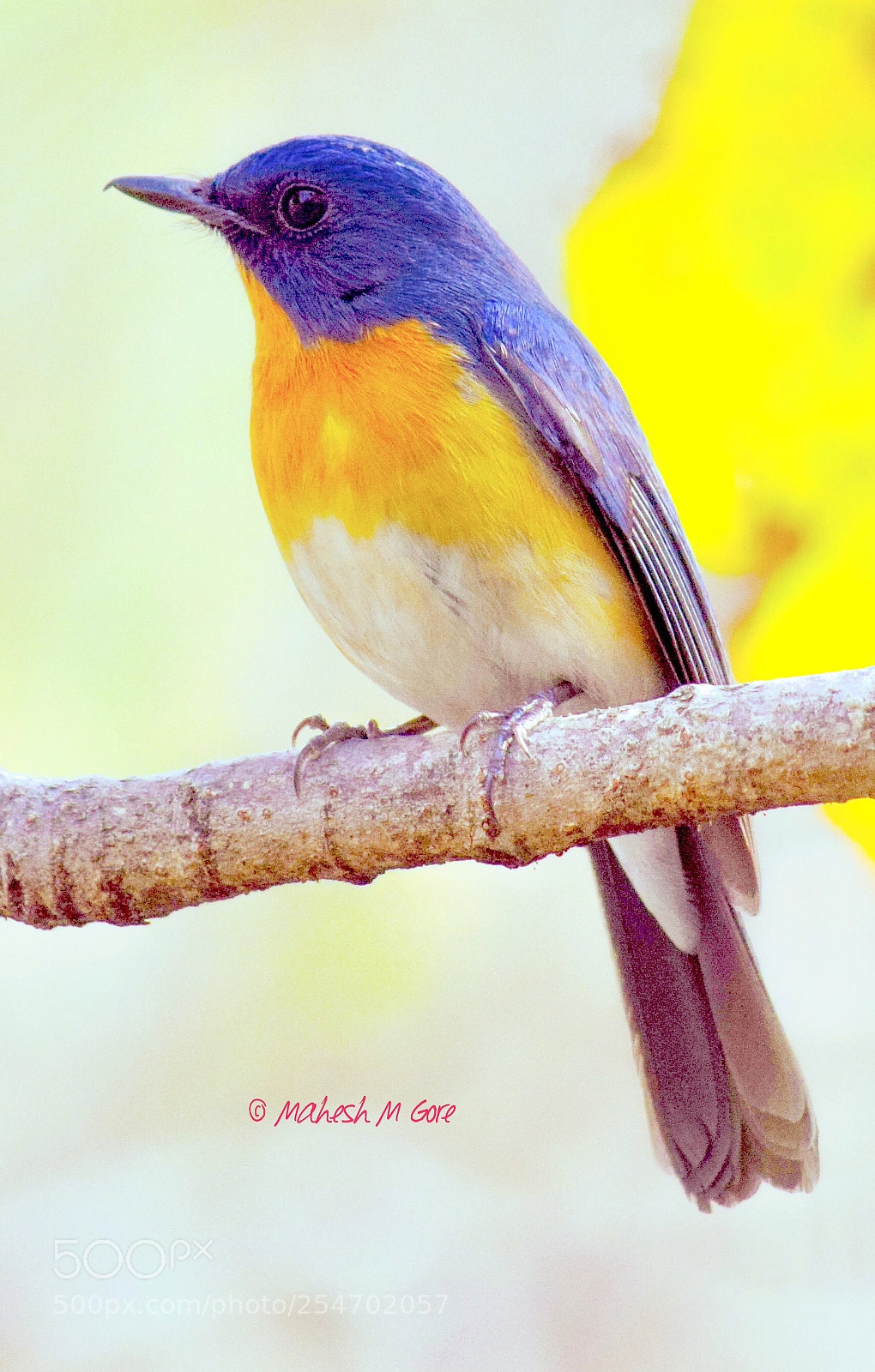 Nikon D5300 sample photo. Residents of valley- tickell's photography