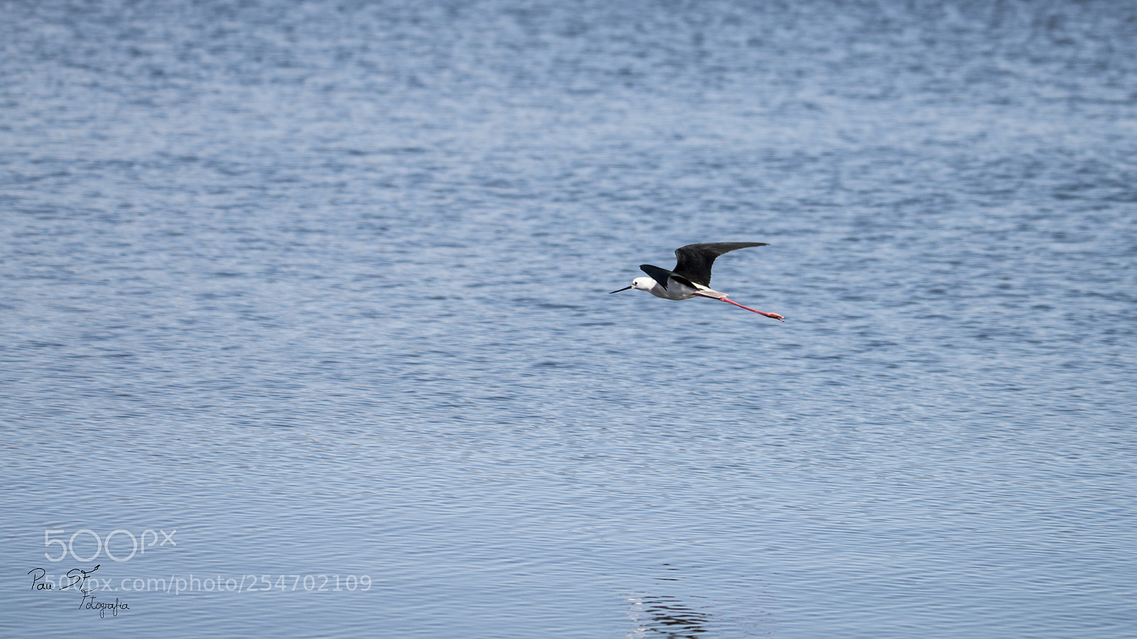 Canon EOS 70D sample photo. The time to fly photography
