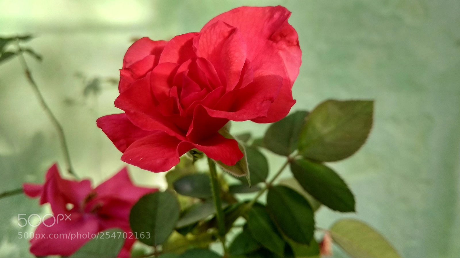 Xiaomi Redmi 4A sample photo. Rose photography