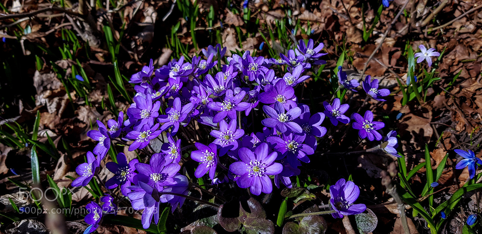 Samsung Galaxy S8 sample photo. Blue flowers in the photography