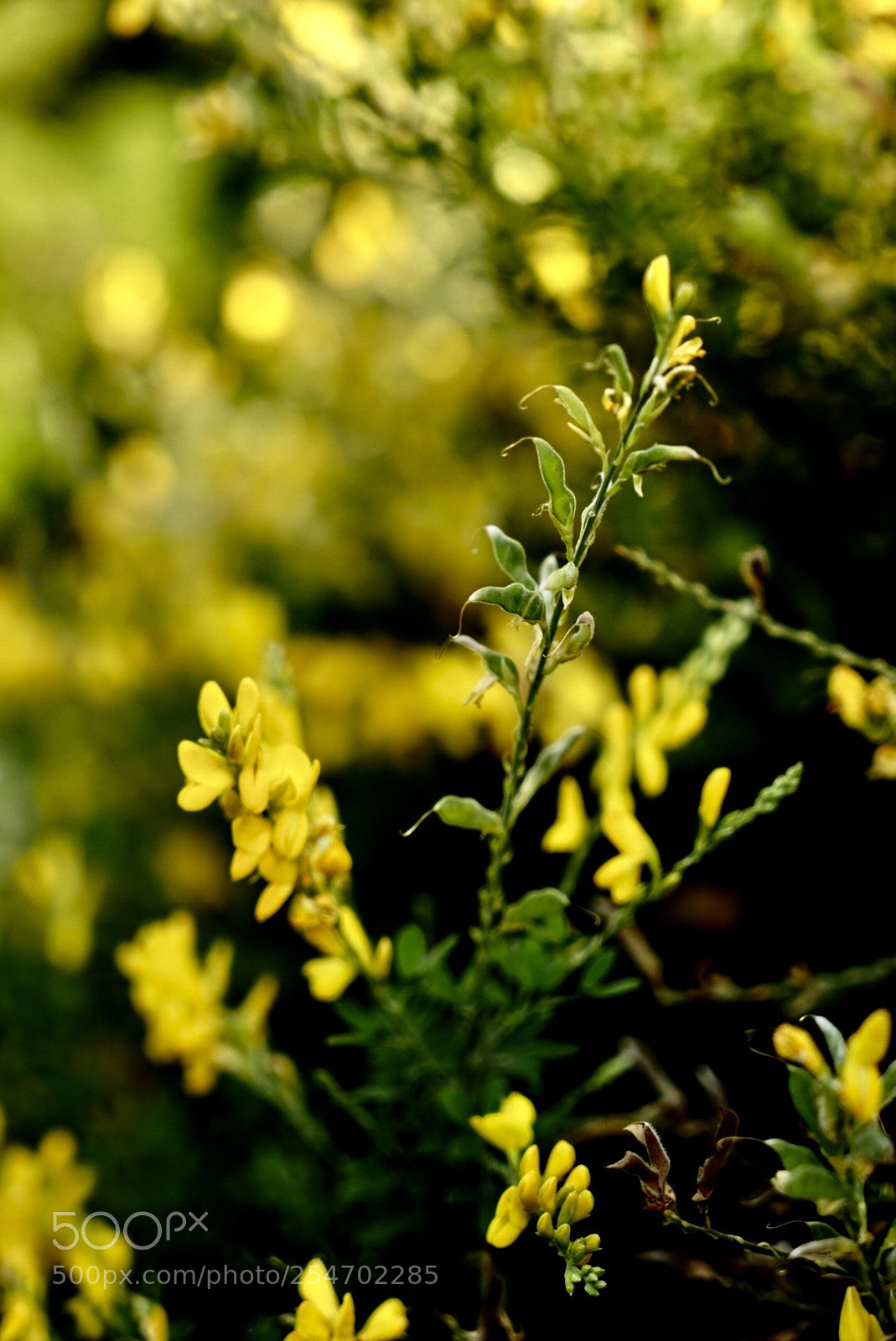 Sony a7 II sample photo. Las flores acompañan  photography