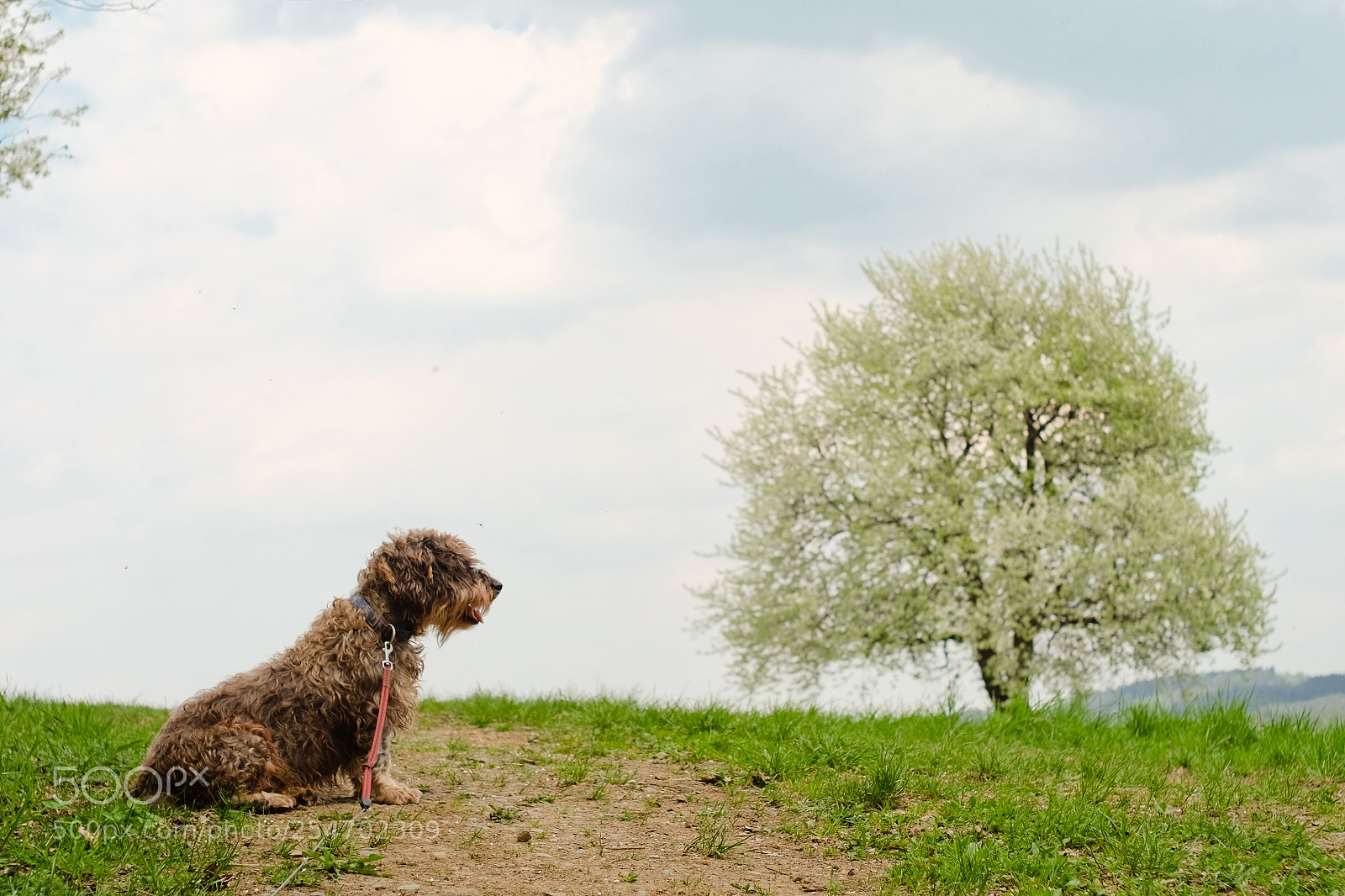 Fujifilm X-T10 sample photo. Oscar is waiting photography