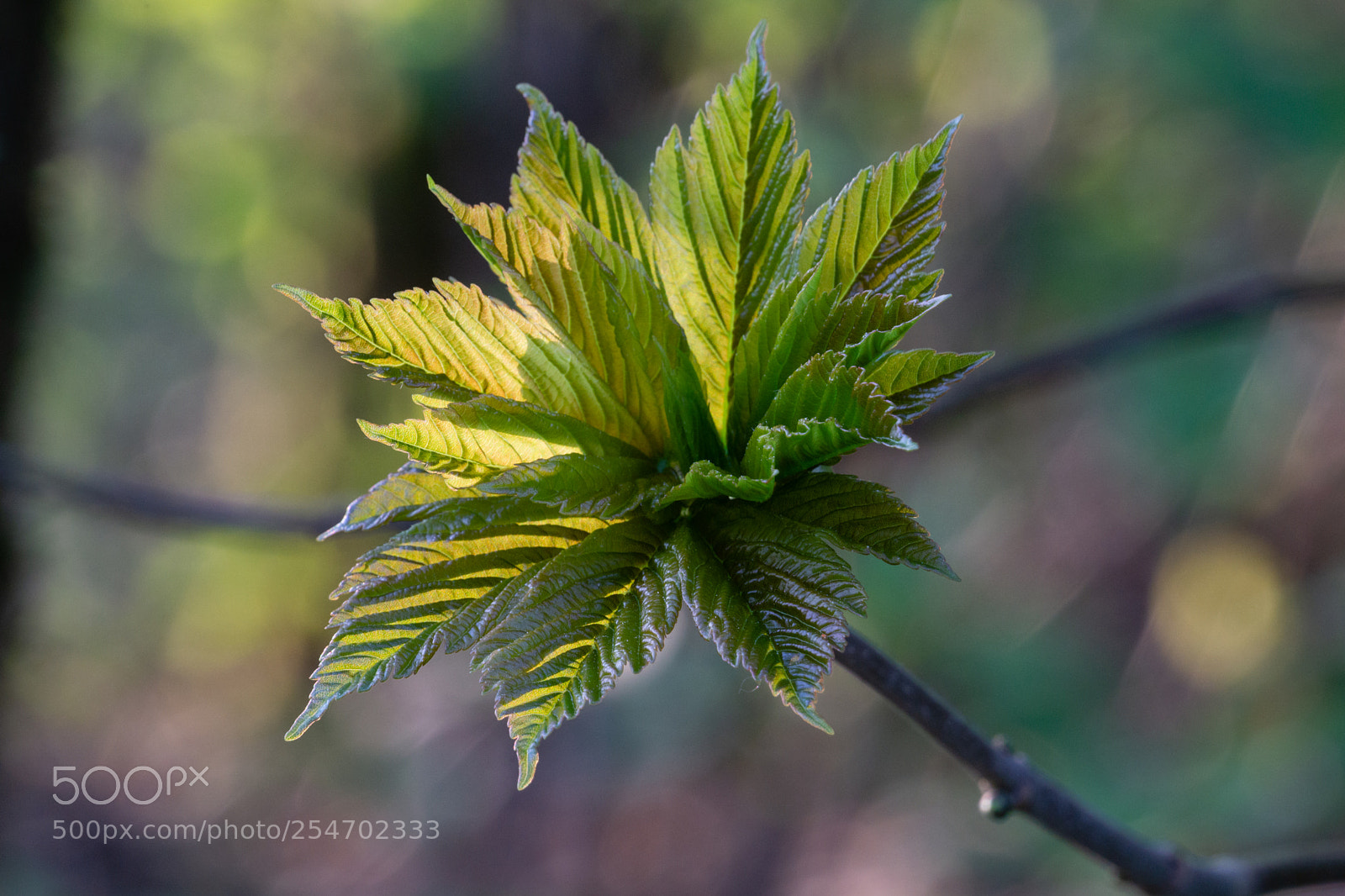 Sony a6000 sample photo. Green photography