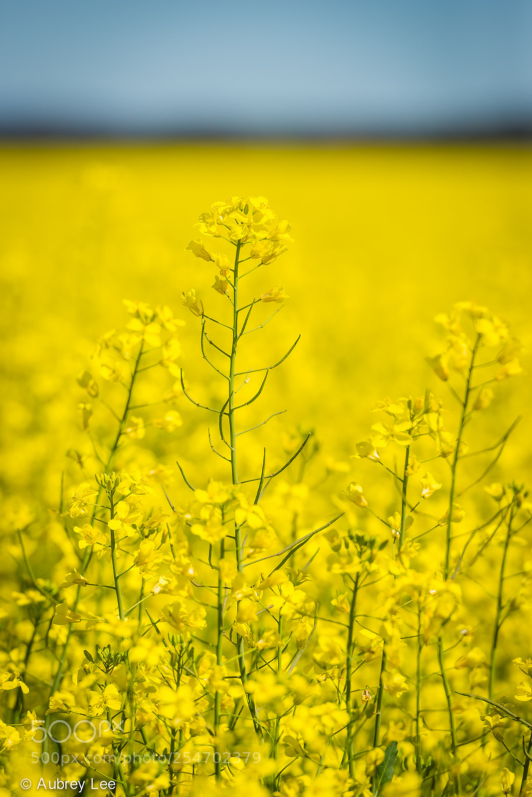 Nikon D610 sample photo. They call me mellow photography