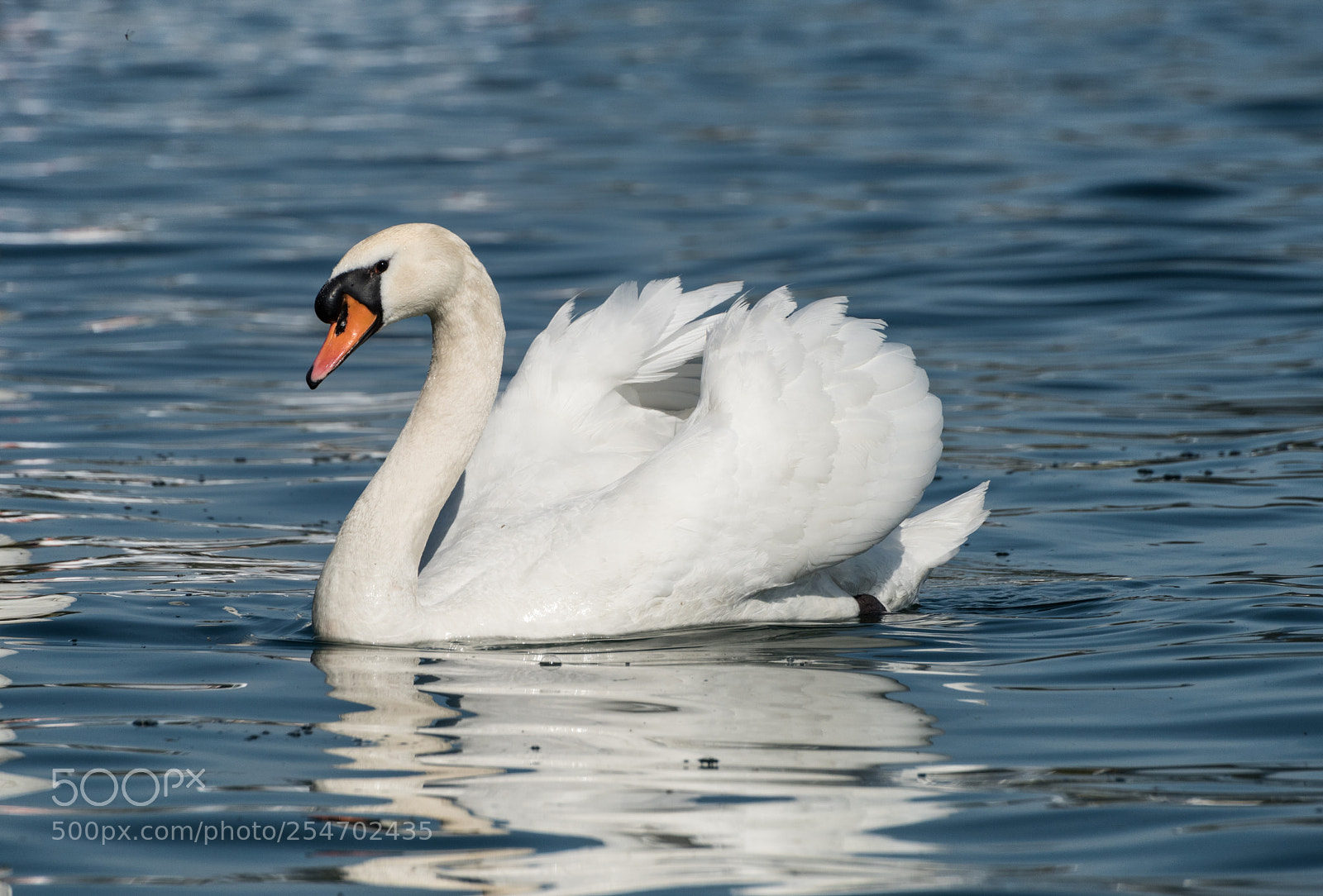 Nikon D810 sample photo. Swan lake photography