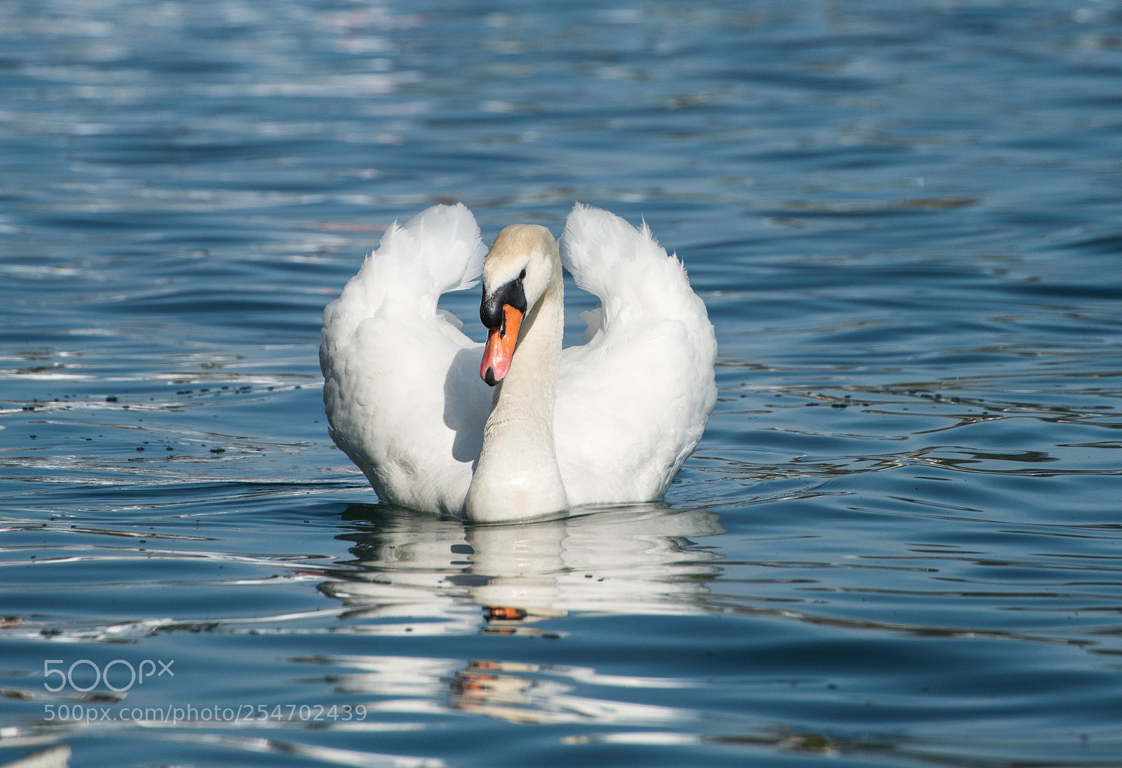 Nikon D810 sample photo. Swan lake photography