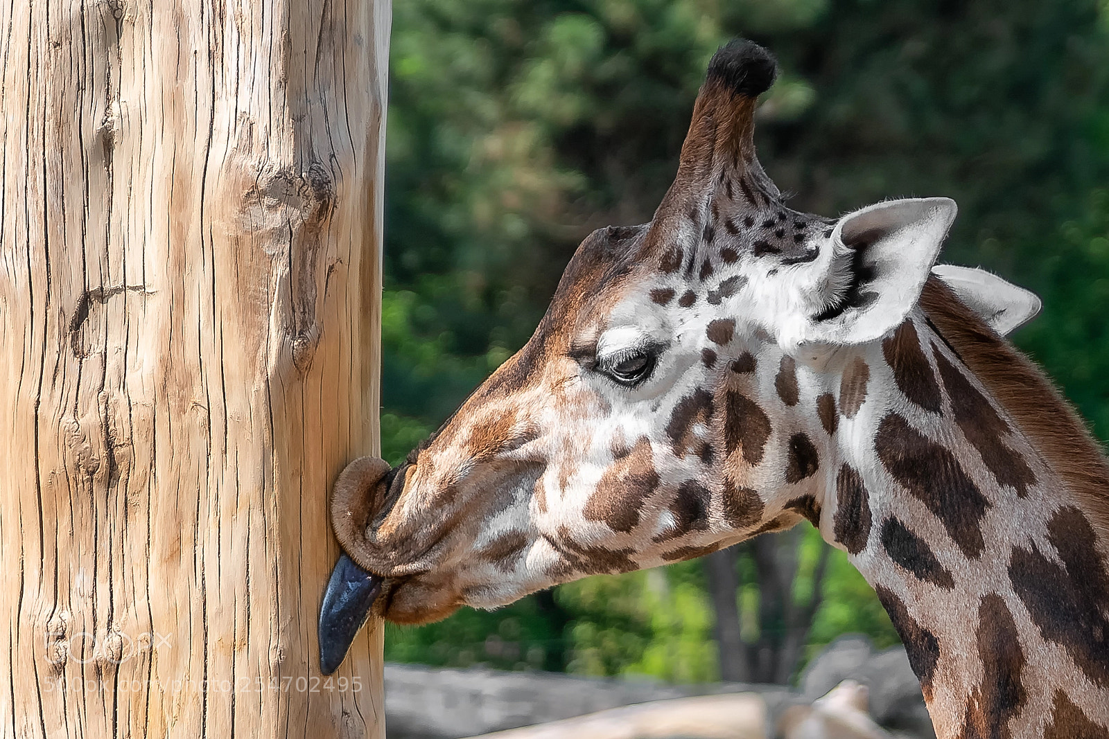 Sony a7R II sample photo. Tasty and nutritious photography