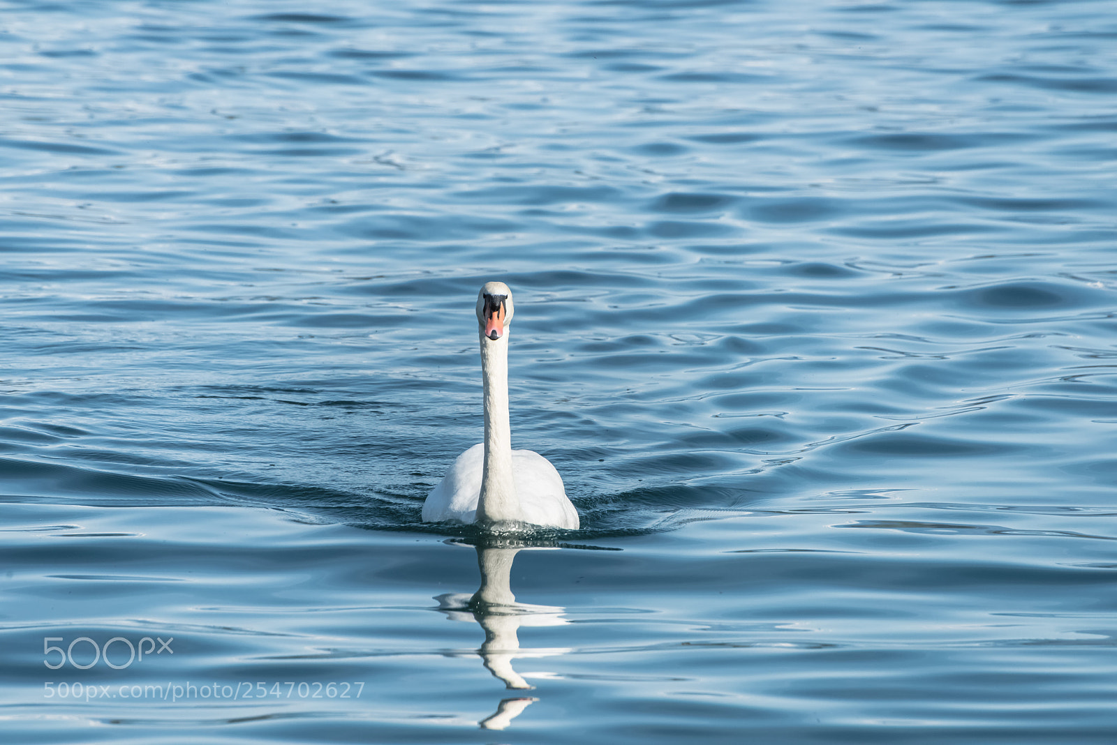 Nikon D810 sample photo. Swan lake photography