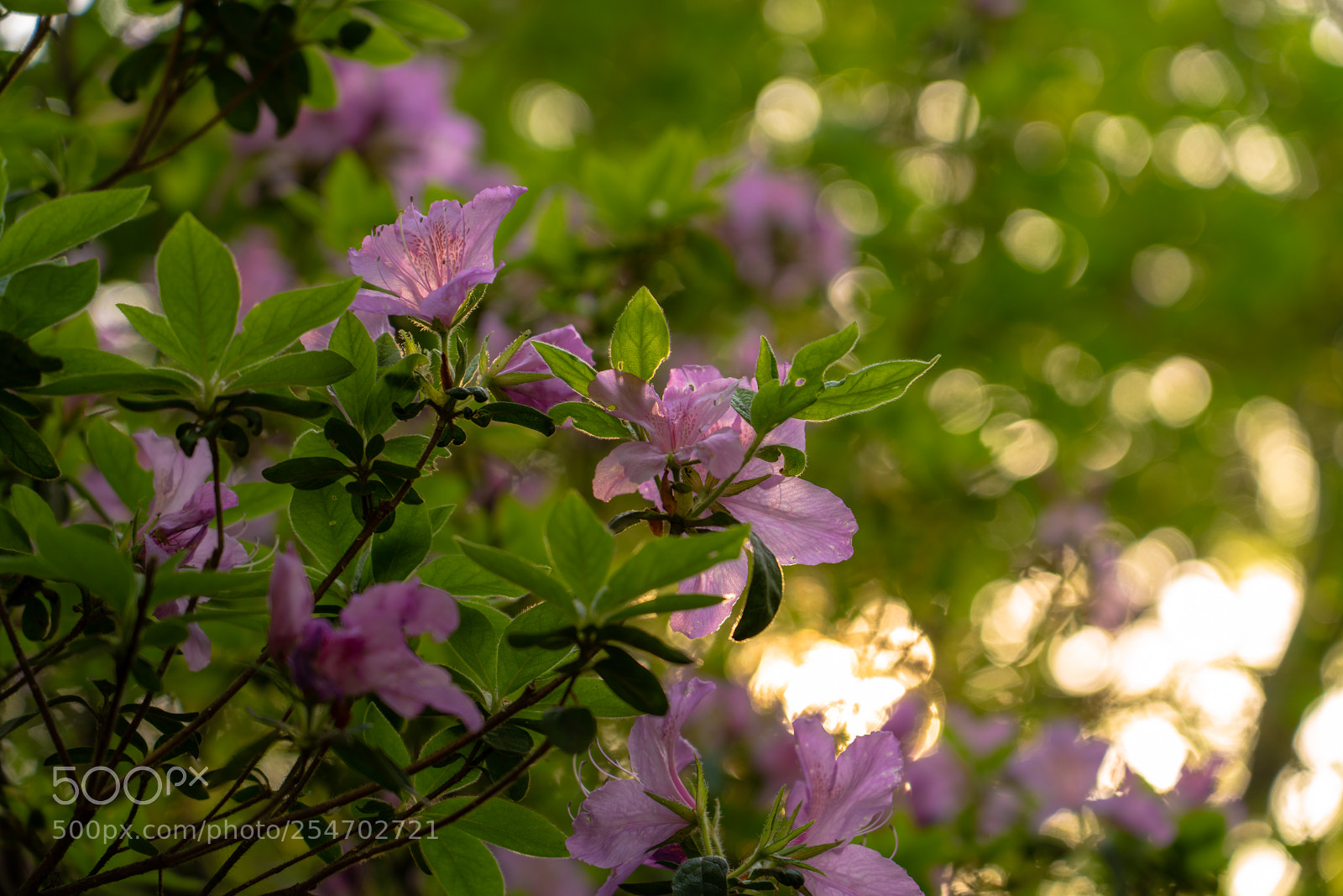 Sony a7R III sample photo. Flowers in the sun photography