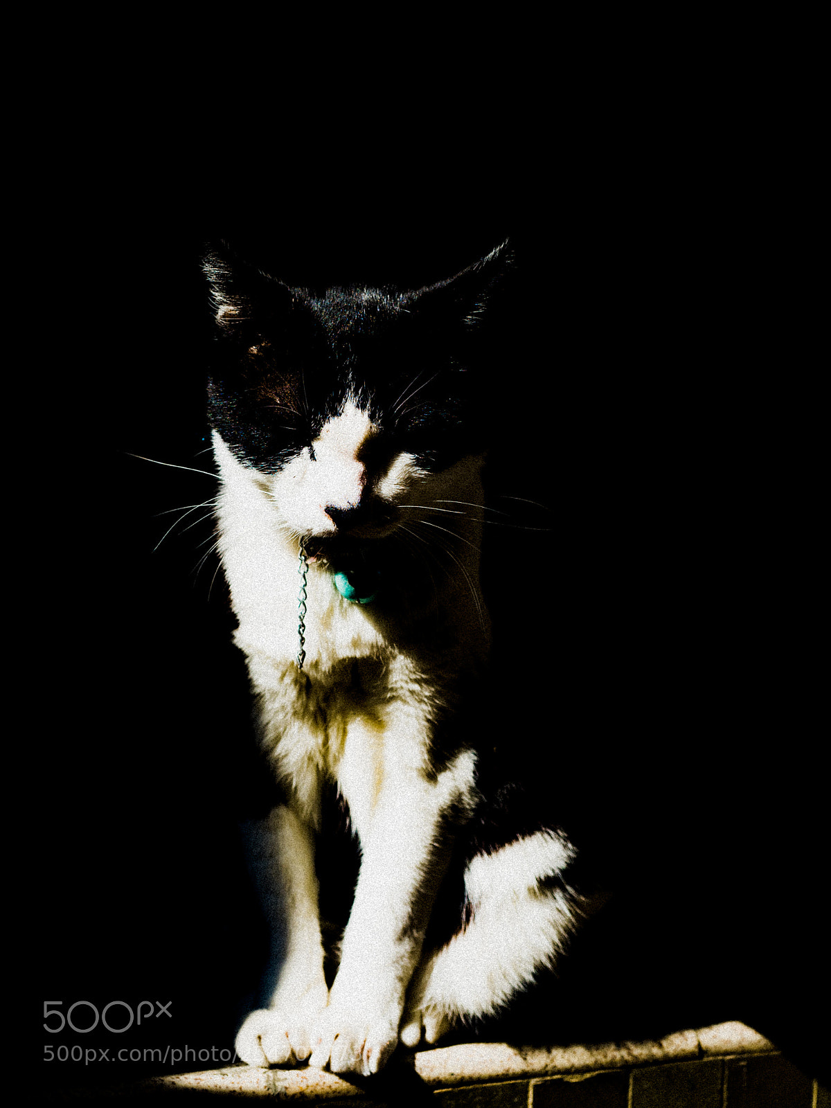 Olympus OM-D E-M5 II sample photo. L cat photography