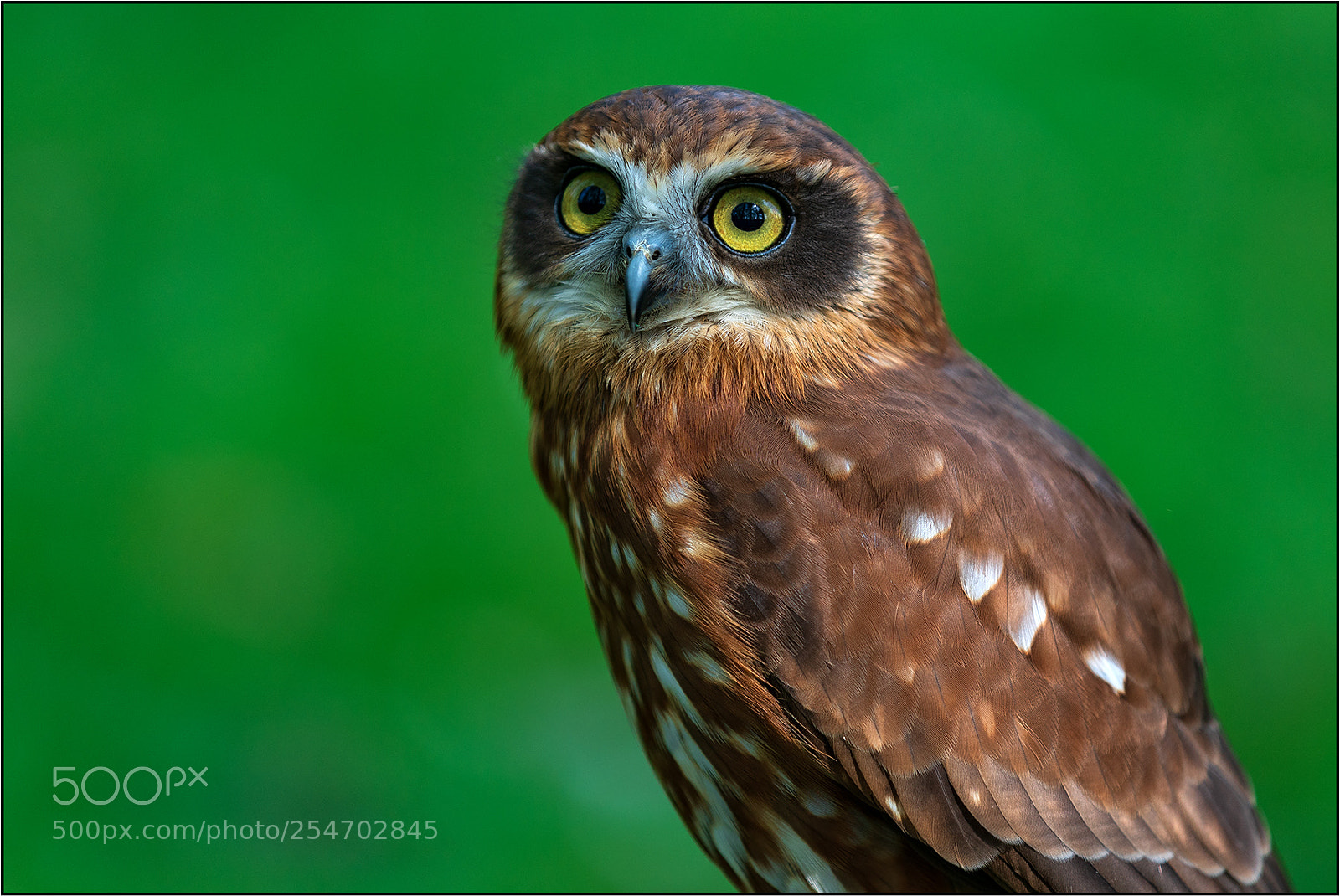 Sony a7R III sample photo. Kuckuckskauz photography