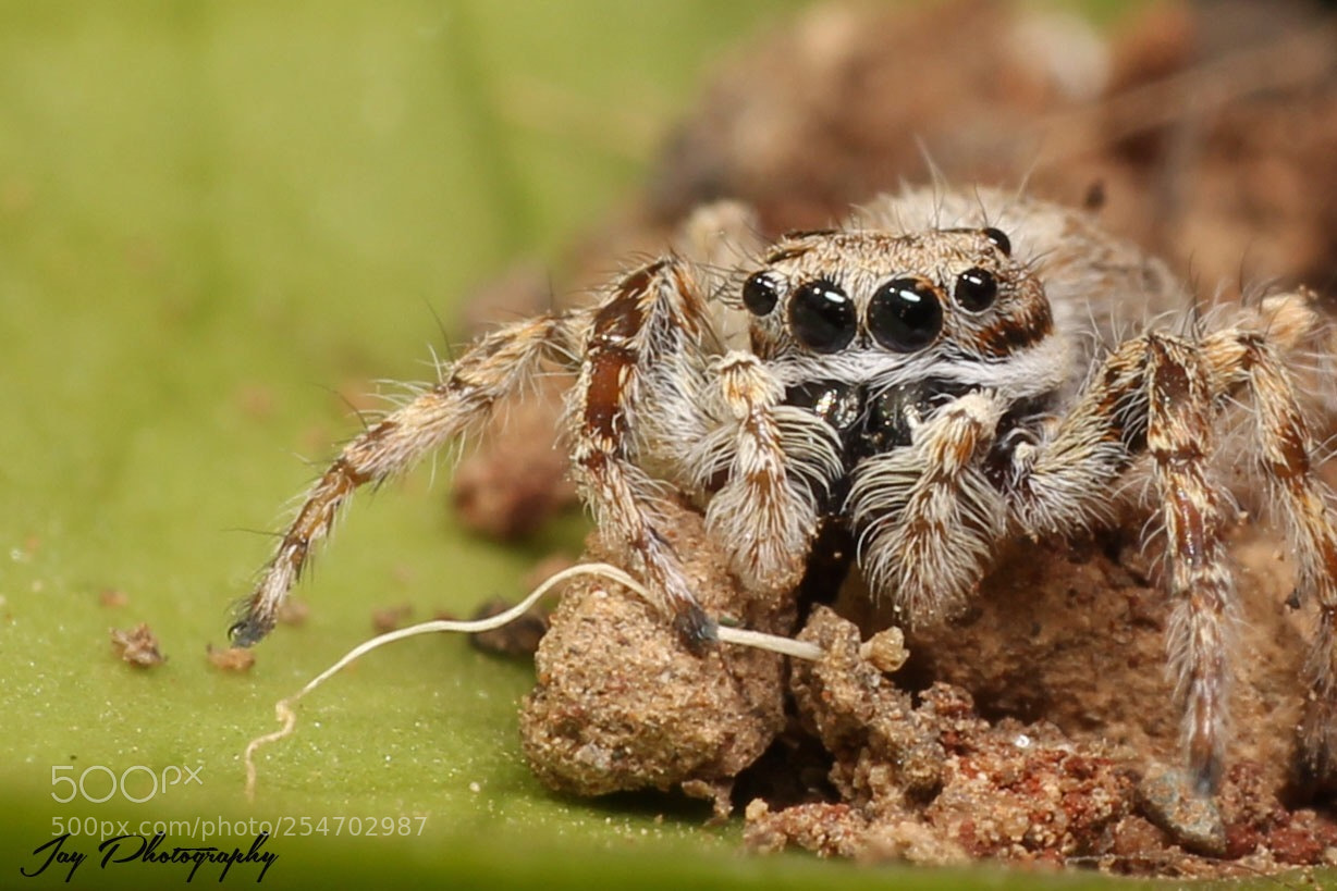 Canon EOS 700D (EOS Rebel T5i / EOS Kiss X7i) sample photo. #jumpingspider photography