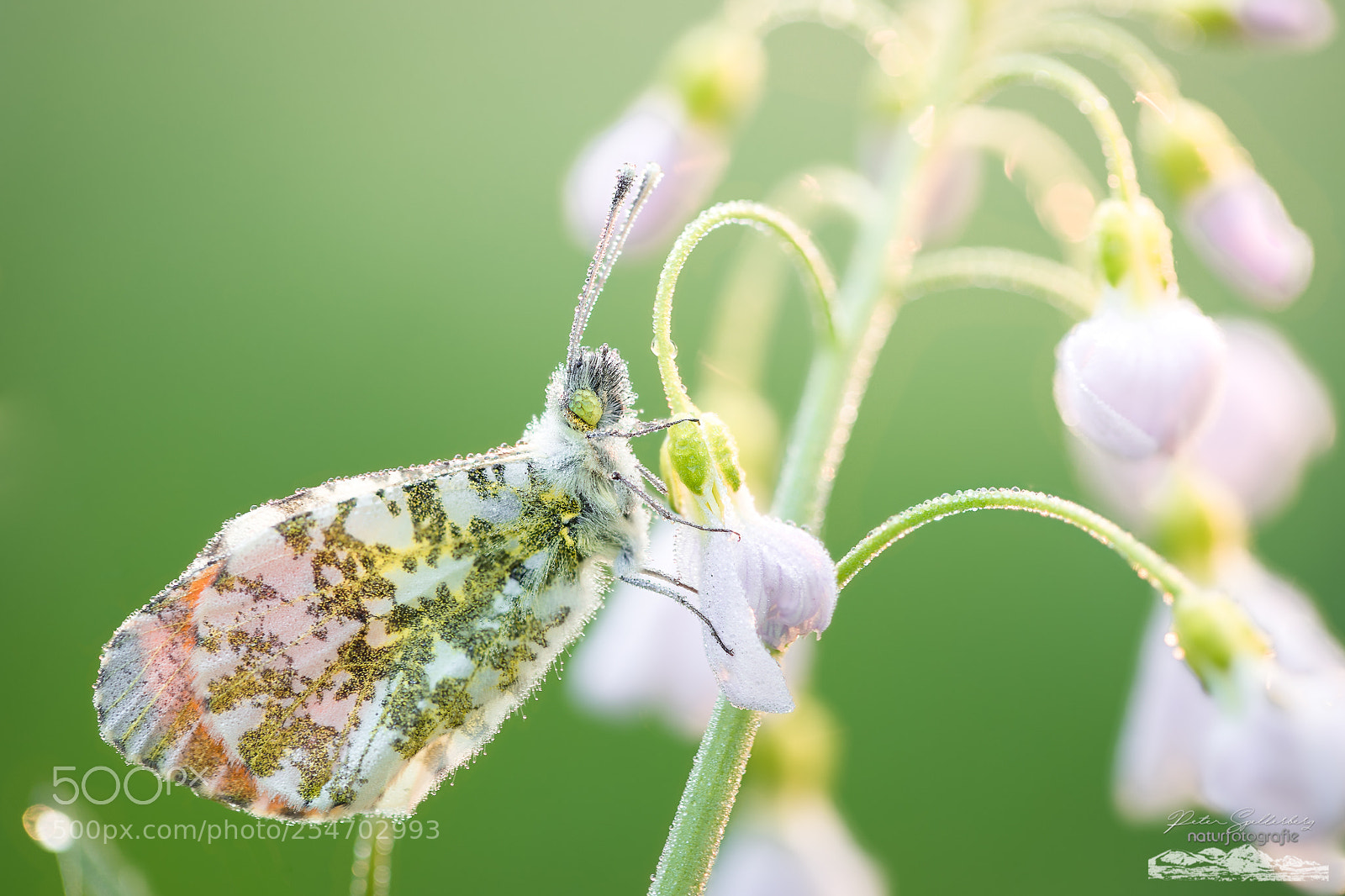 Canon EOS 5D Mark IV sample photo. Aurora im ersten licht... photography