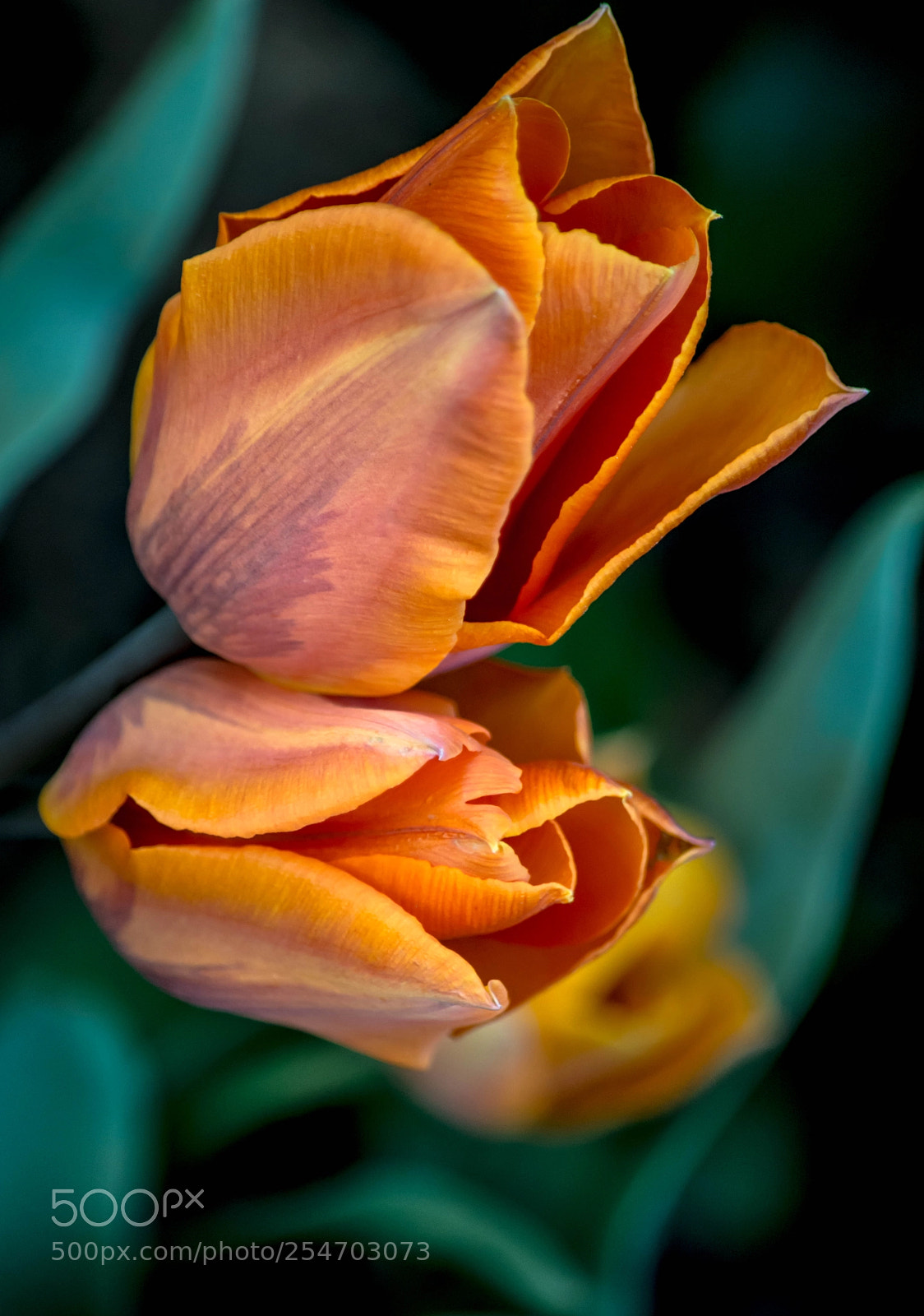 Nikon D7100 sample photo. Flor orange passion photography