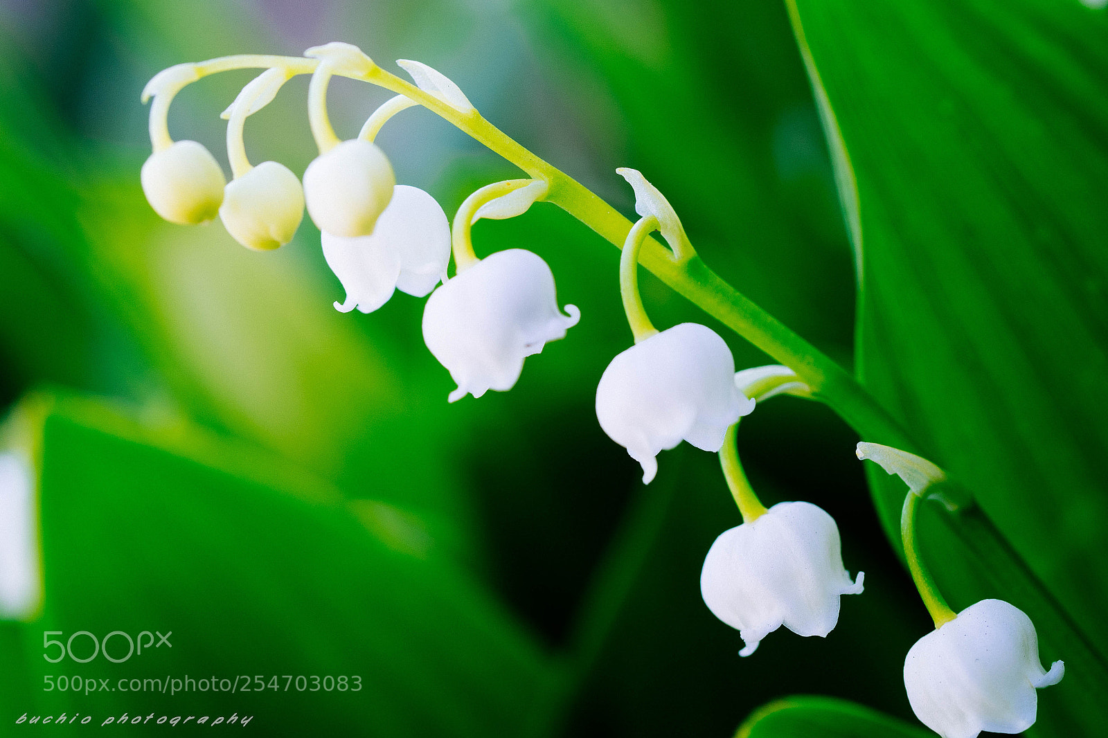 Olympus OM-D E-M1 Mark II sample photo. Lily of the valley photography
