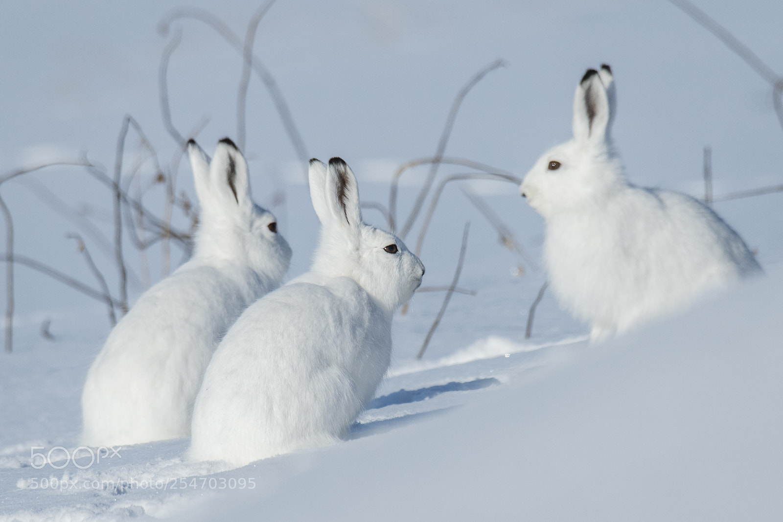 Nikon D850 sample photo. Hare photography