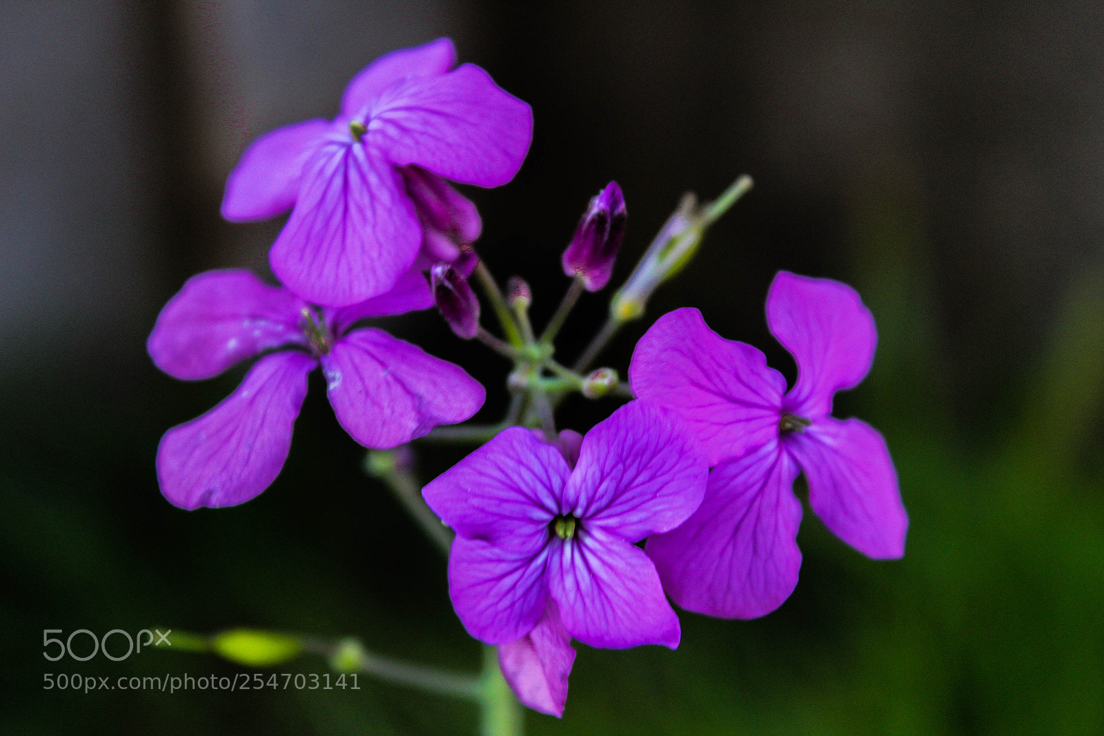 Canon EOS 600D (Rebel EOS T3i / EOS Kiss X5) sample photo. Purple photography