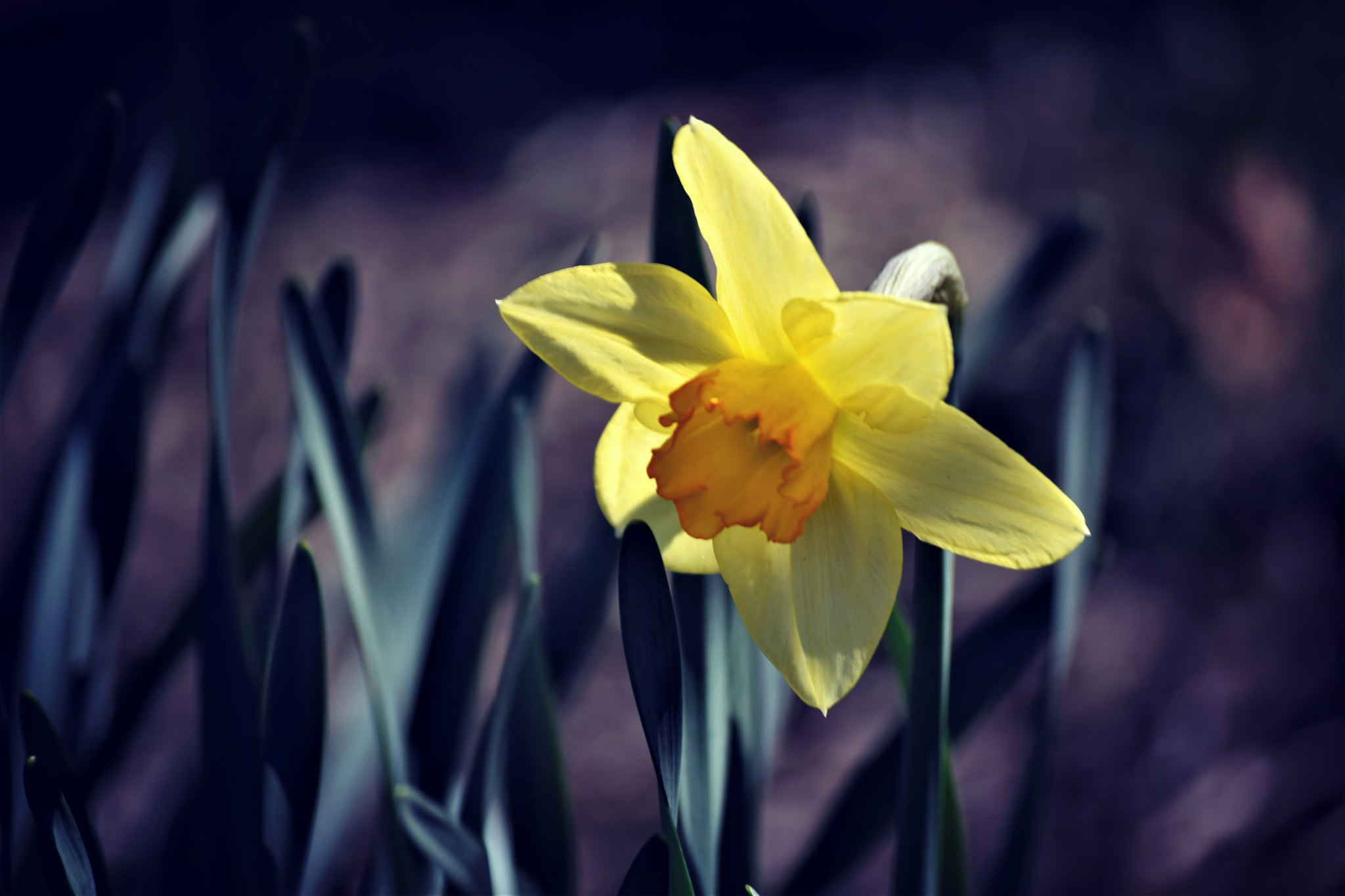 Nikon D5300 sample photo. "a hidden star..." photography
