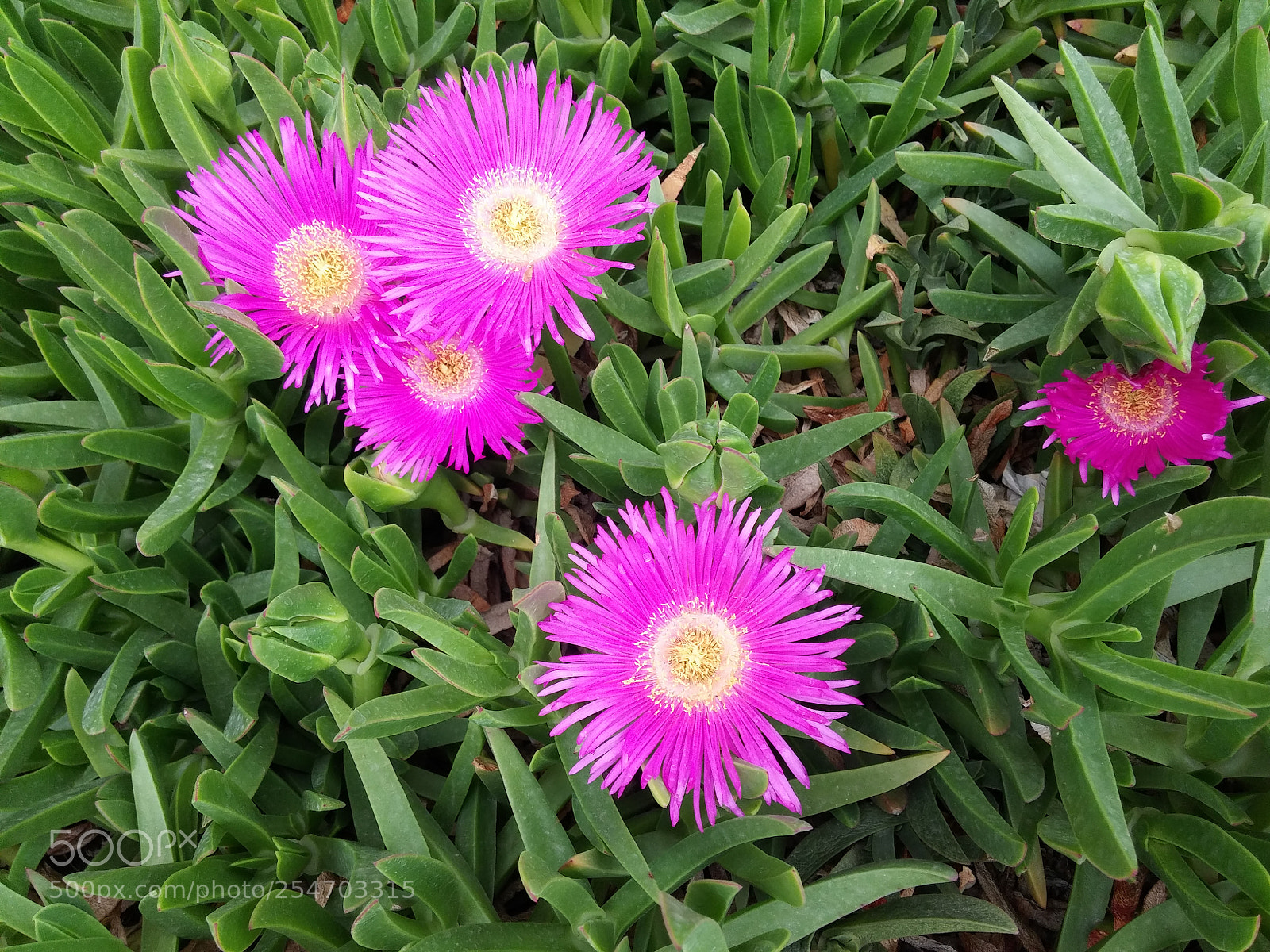 LG G3 sample photo. Untitled photography