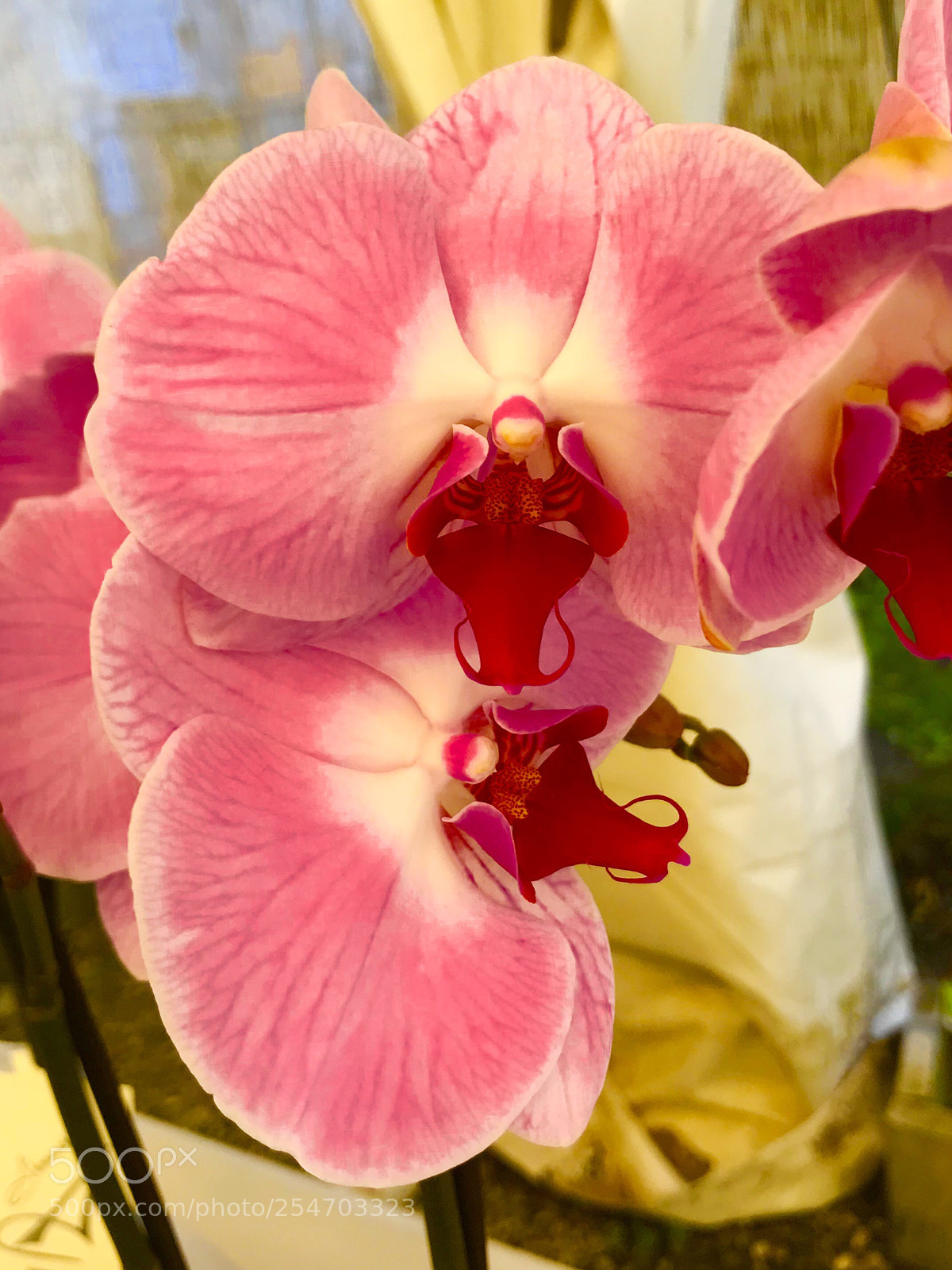Apple iPhone 7 Plus sample photo. Pink orchid photography