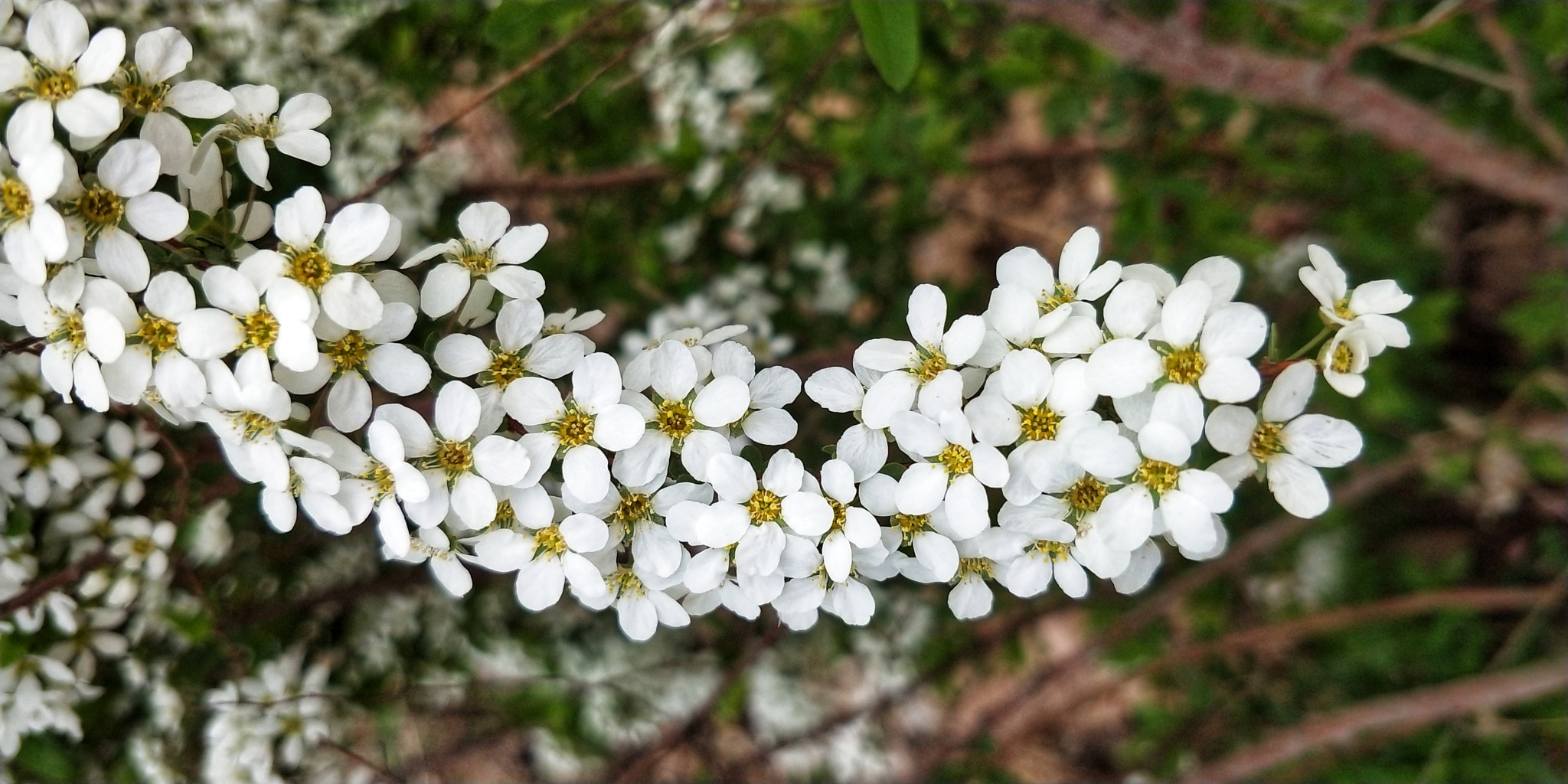 vivo X20PLUS A sample photo. An array of flowers photography