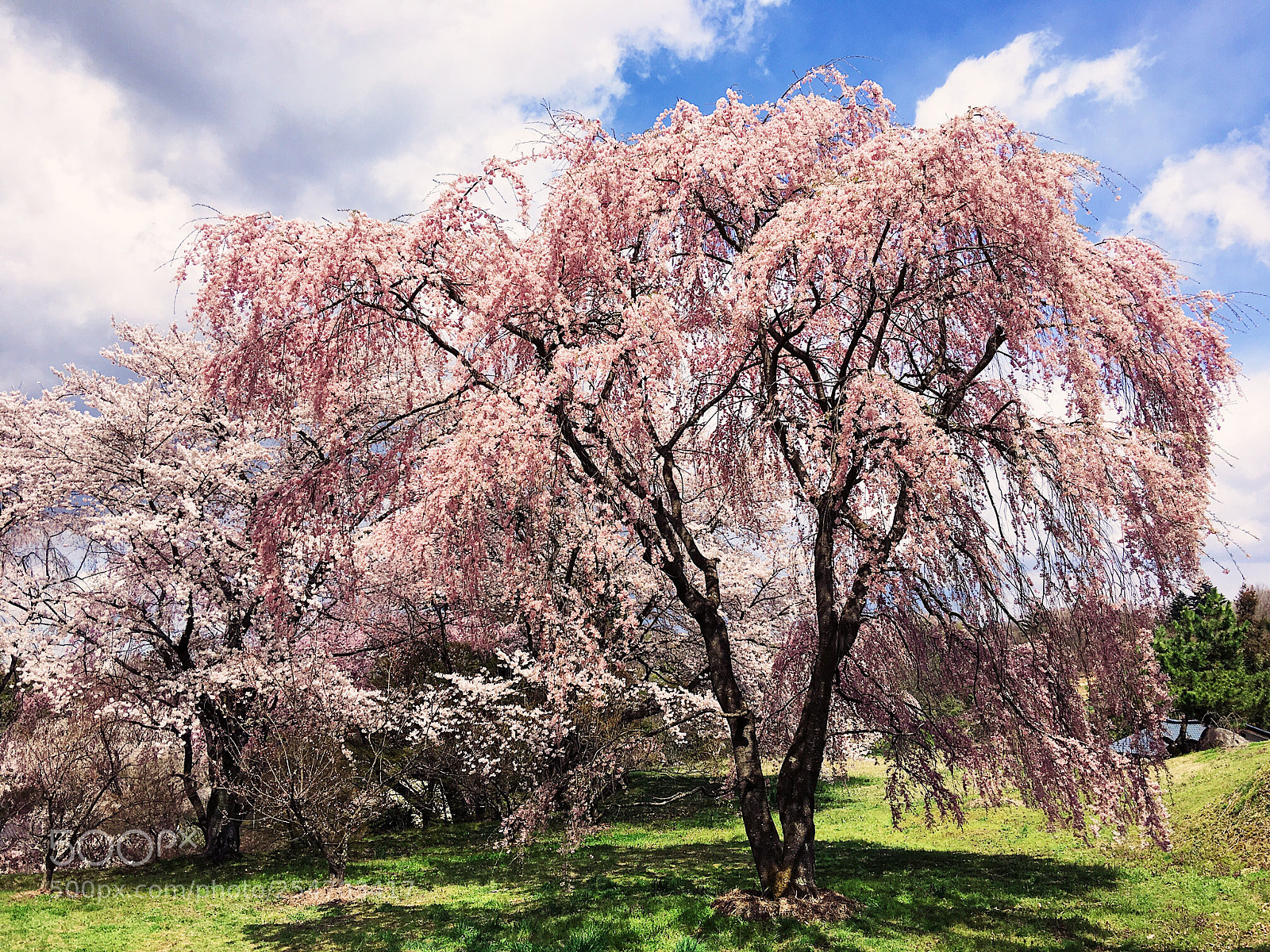Apple iPhone 6s Plus sample photo. Ｓａｋｕｒａ photography