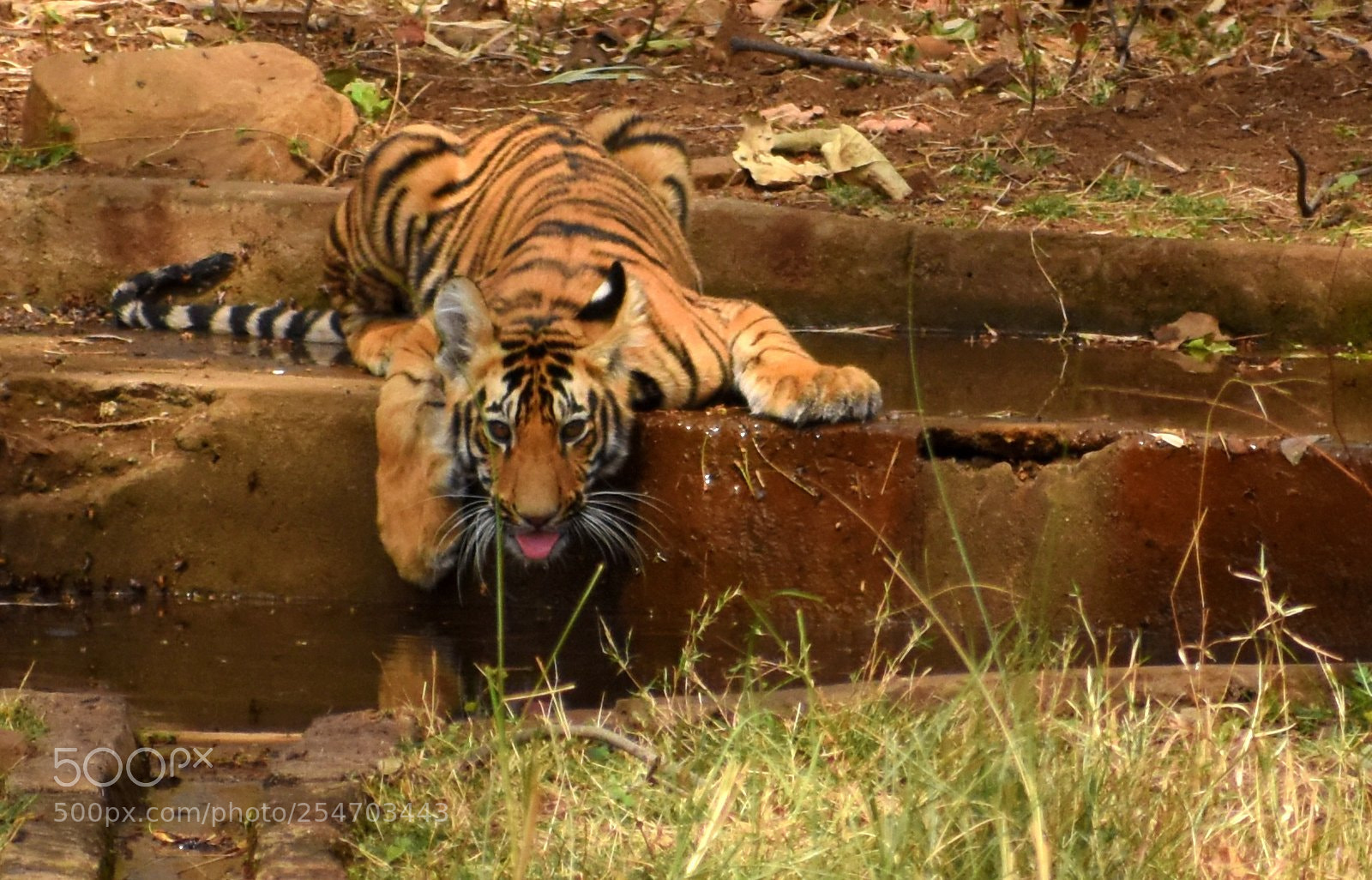 Nikon D7200 sample photo. Bengal tiger cub photography