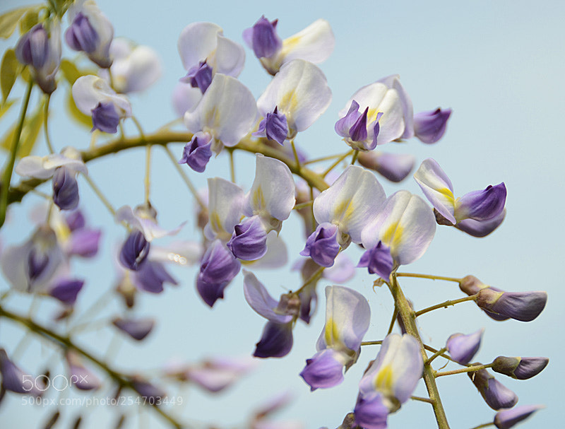 Nikon D7000 sample photo. In a flemish country photography