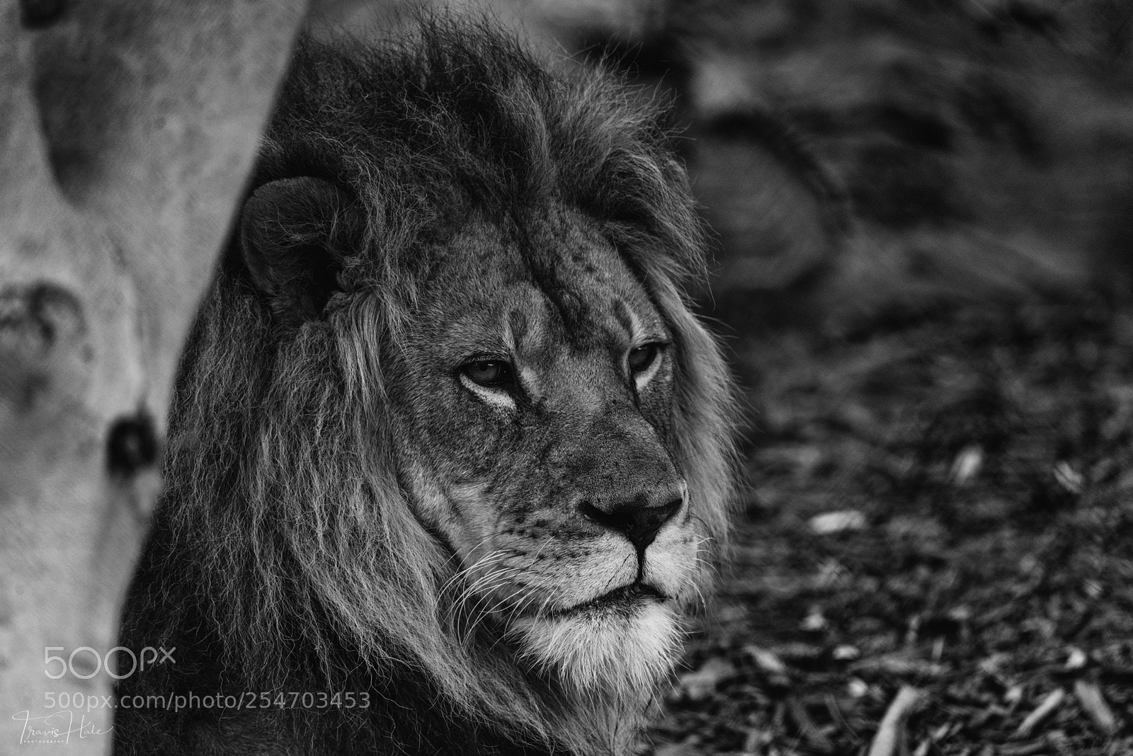 Nikon D610 sample photo. Lion photography