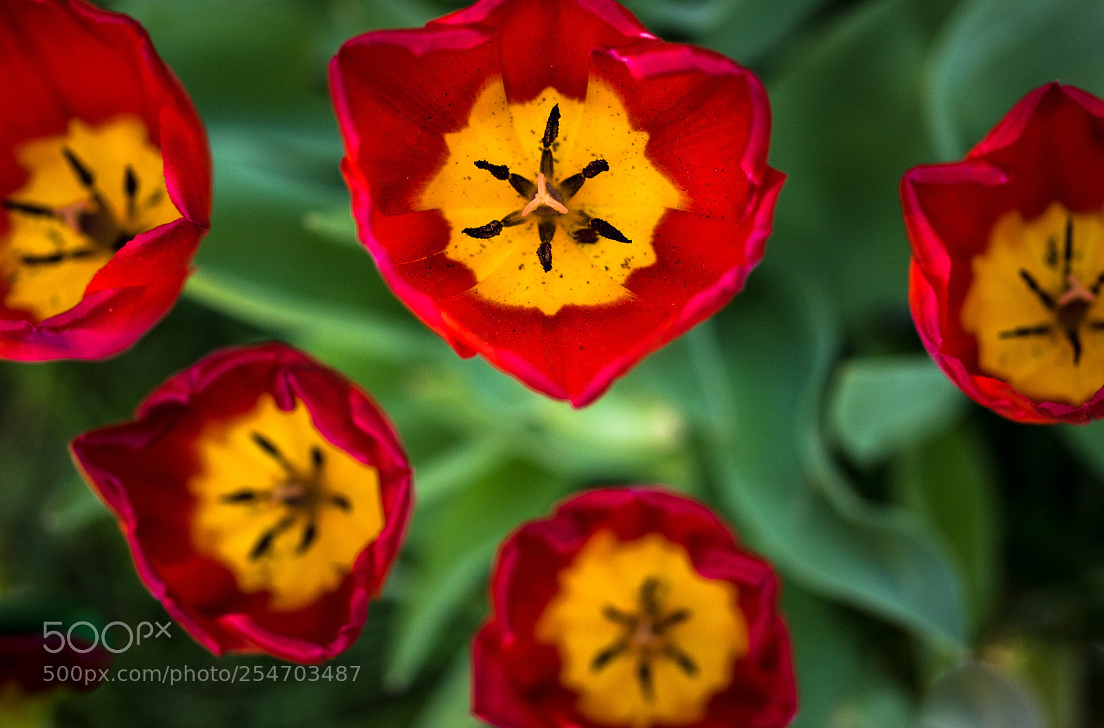 Canon EOS 7D Mark II sample photo. 5 flowers photography