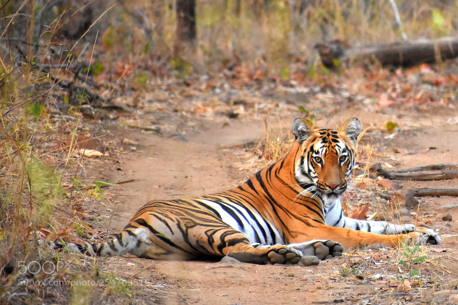 Nikon D7200 sample photo. Majestic tigress photography