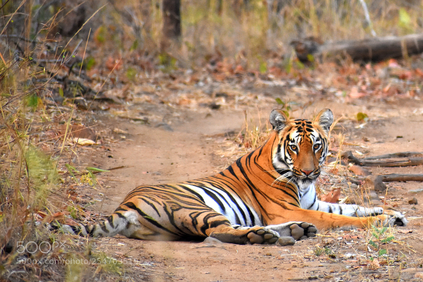 Nikon D7200 sample photo. Majestic tigress photography