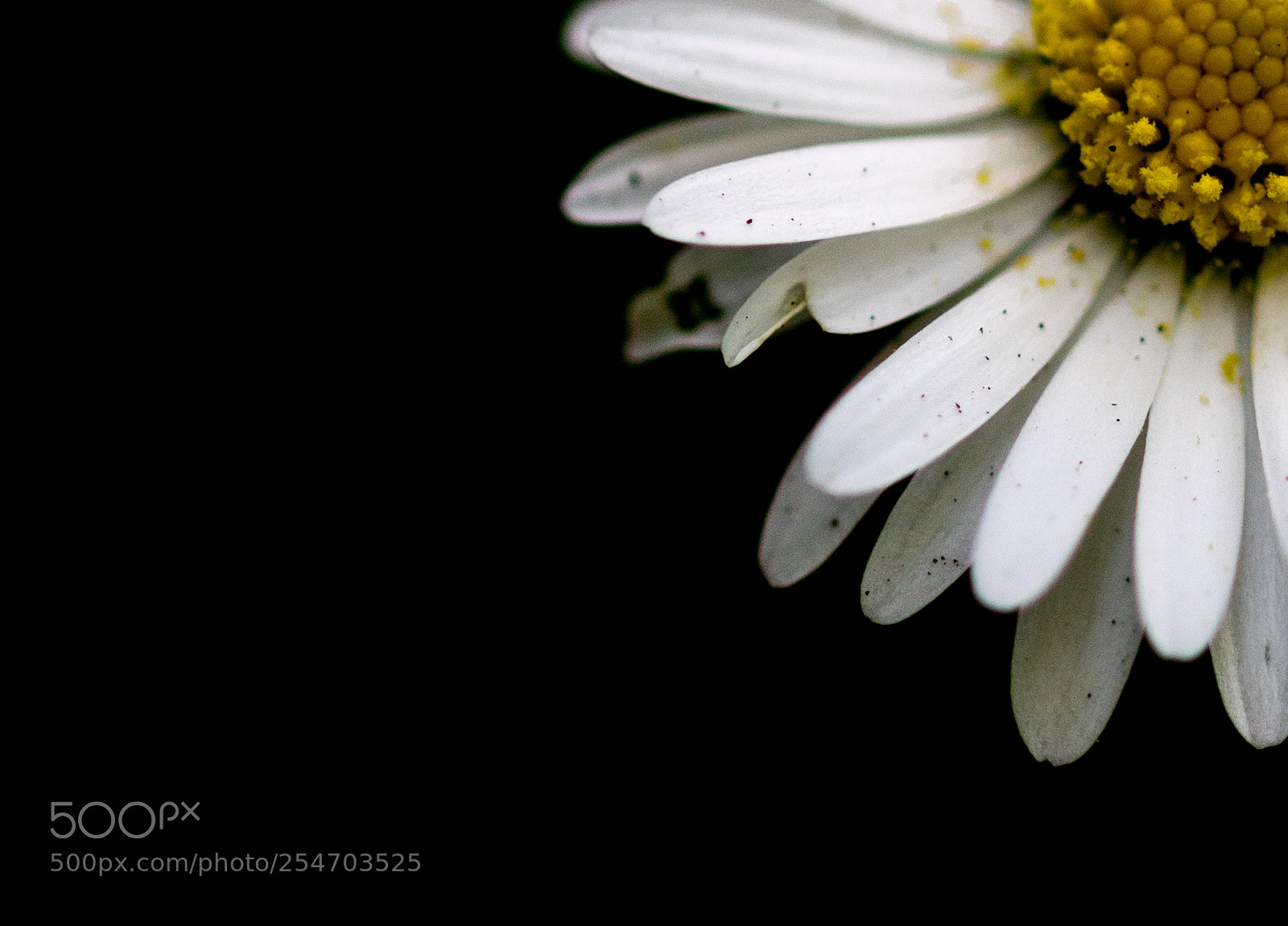 Canon EOS 7D Mark II sample photo. Quarter flower photography