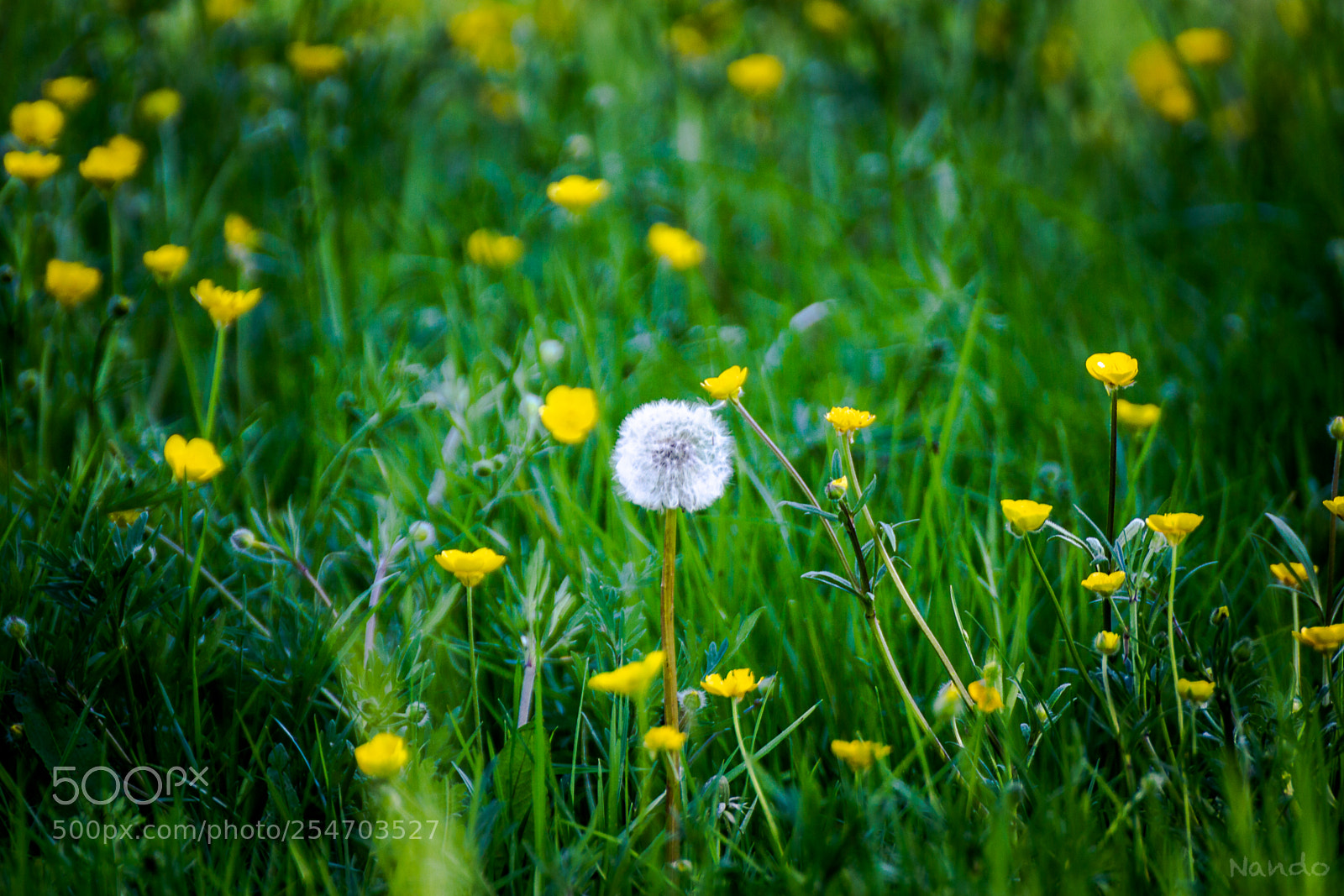 Canon EOS 550D (EOS Rebel T2i / EOS Kiss X4) sample photo. Dans la prairie photography