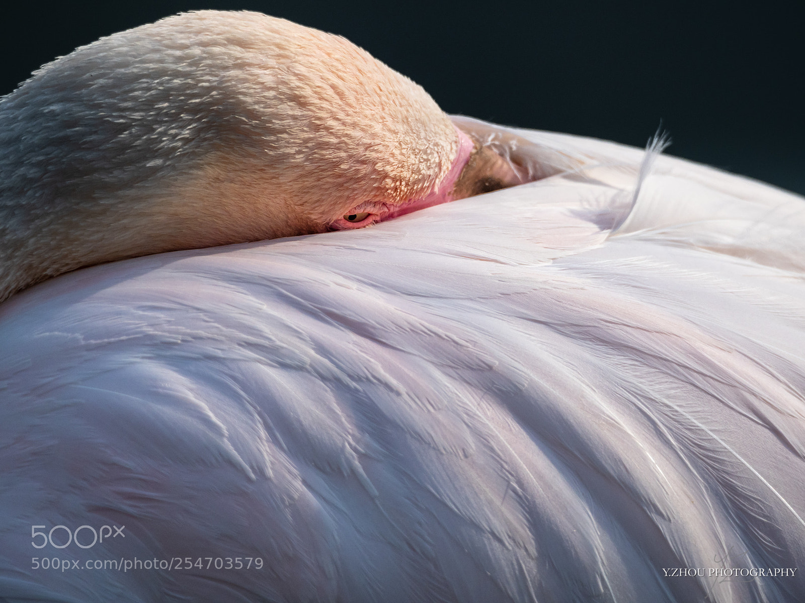 Olympus OM-D E-M1 Mark II sample photo. Flamingo photography