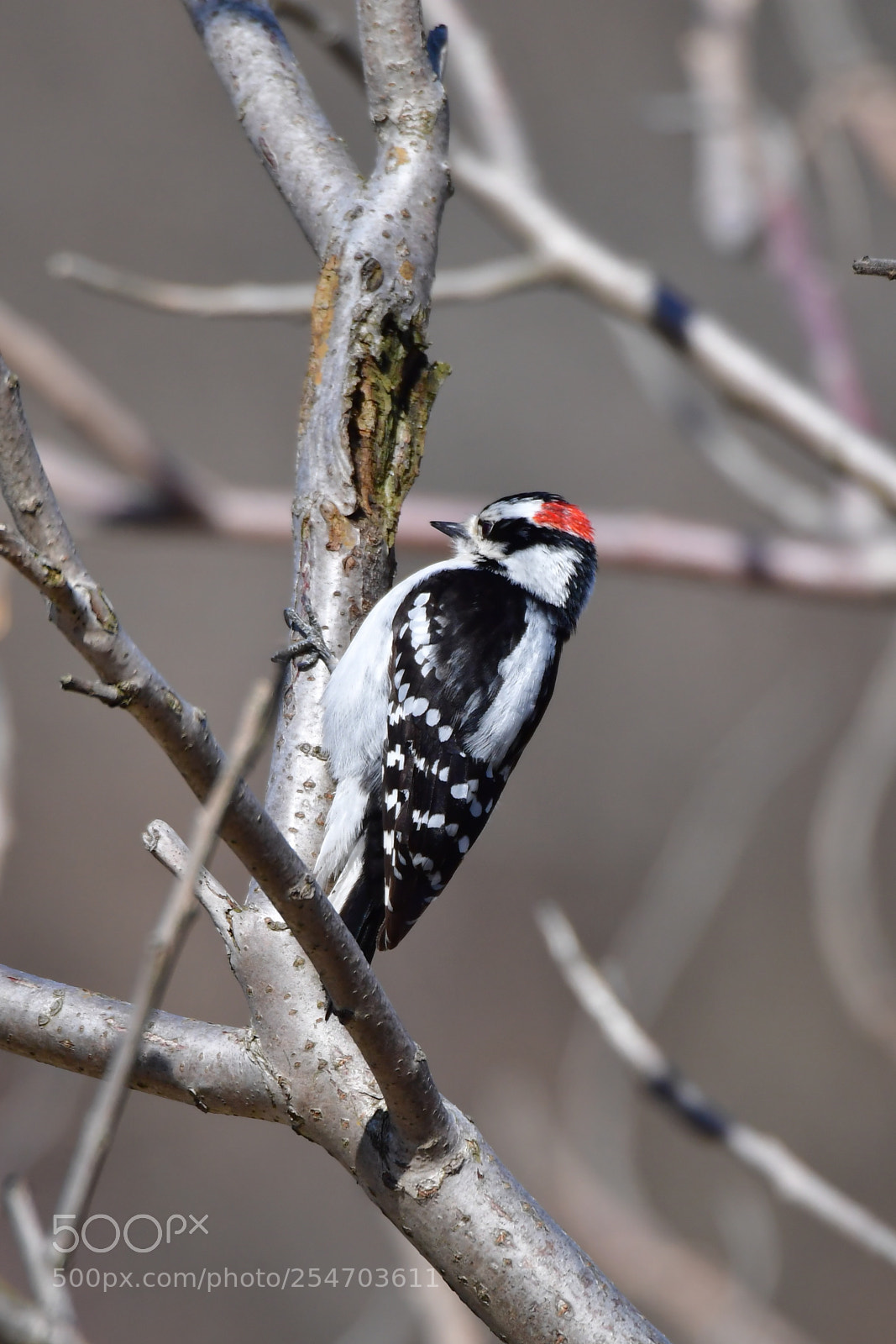 Nikon D5 sample photo. 一只嬌小的雄性絨毛啄木鳥downy woodpecker photography