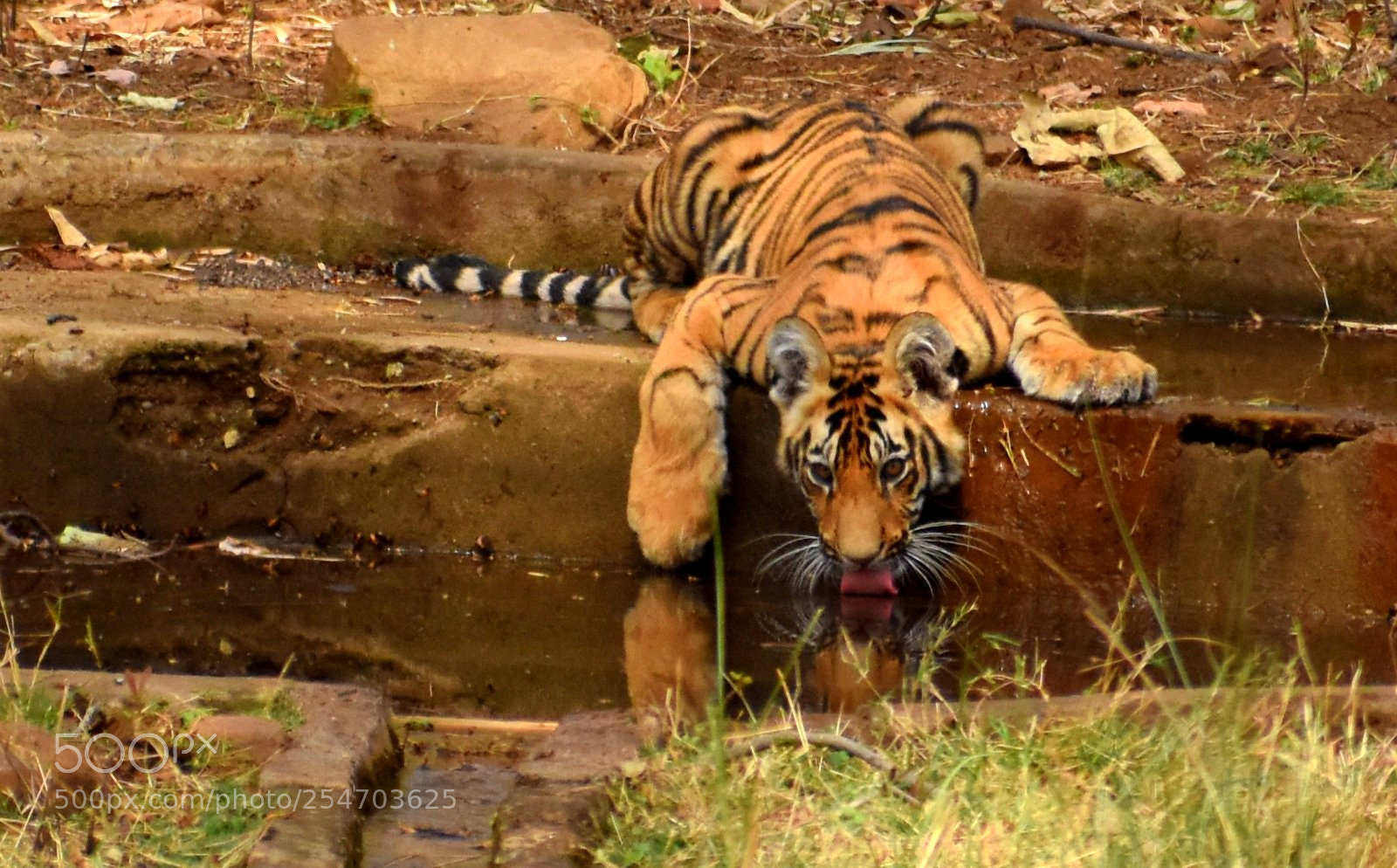 Nikon D7200 sample photo. Bengal tiger cub photography