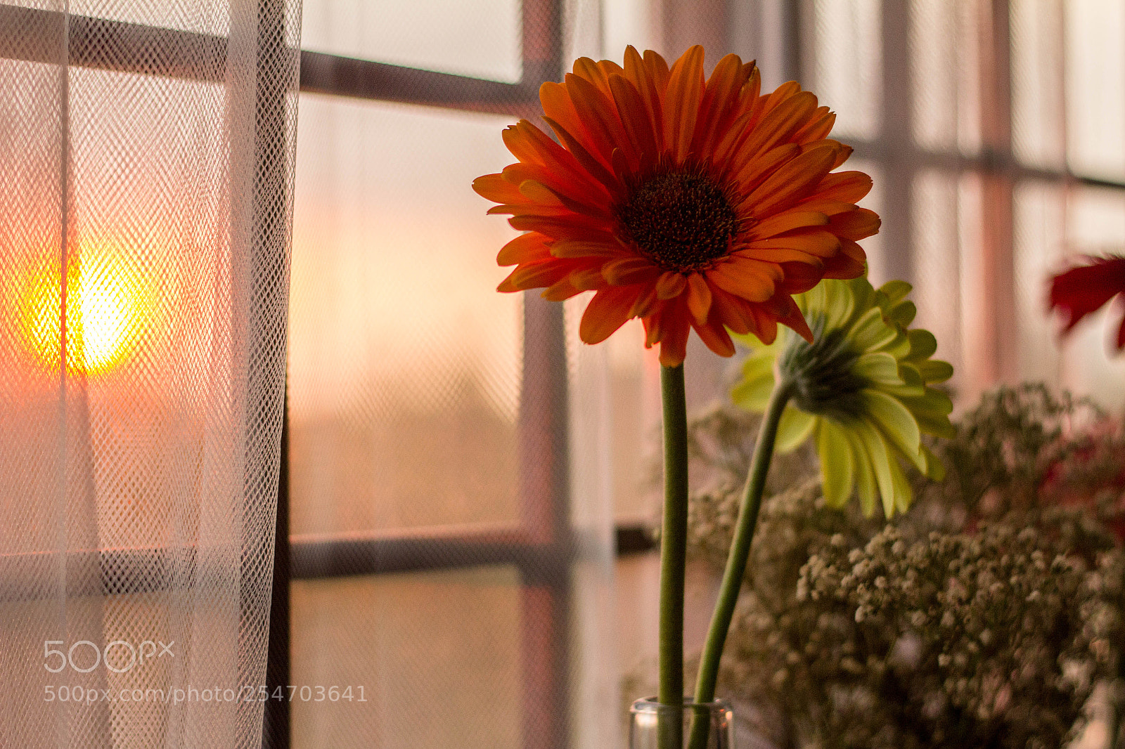 Canon EOS 60D sample photo. Golden hour photography