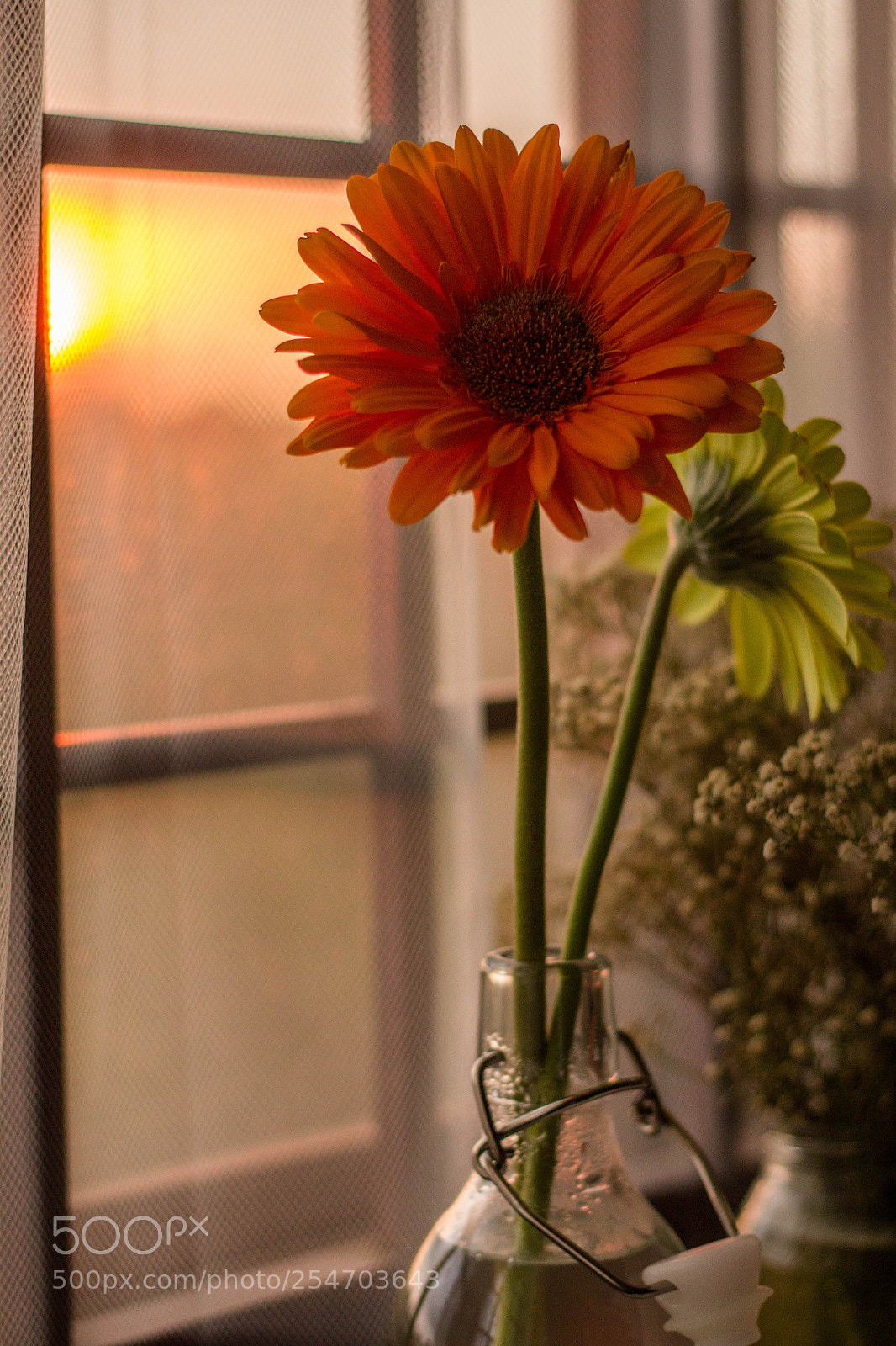 Canon EOS 60D sample photo. Golden hour photography