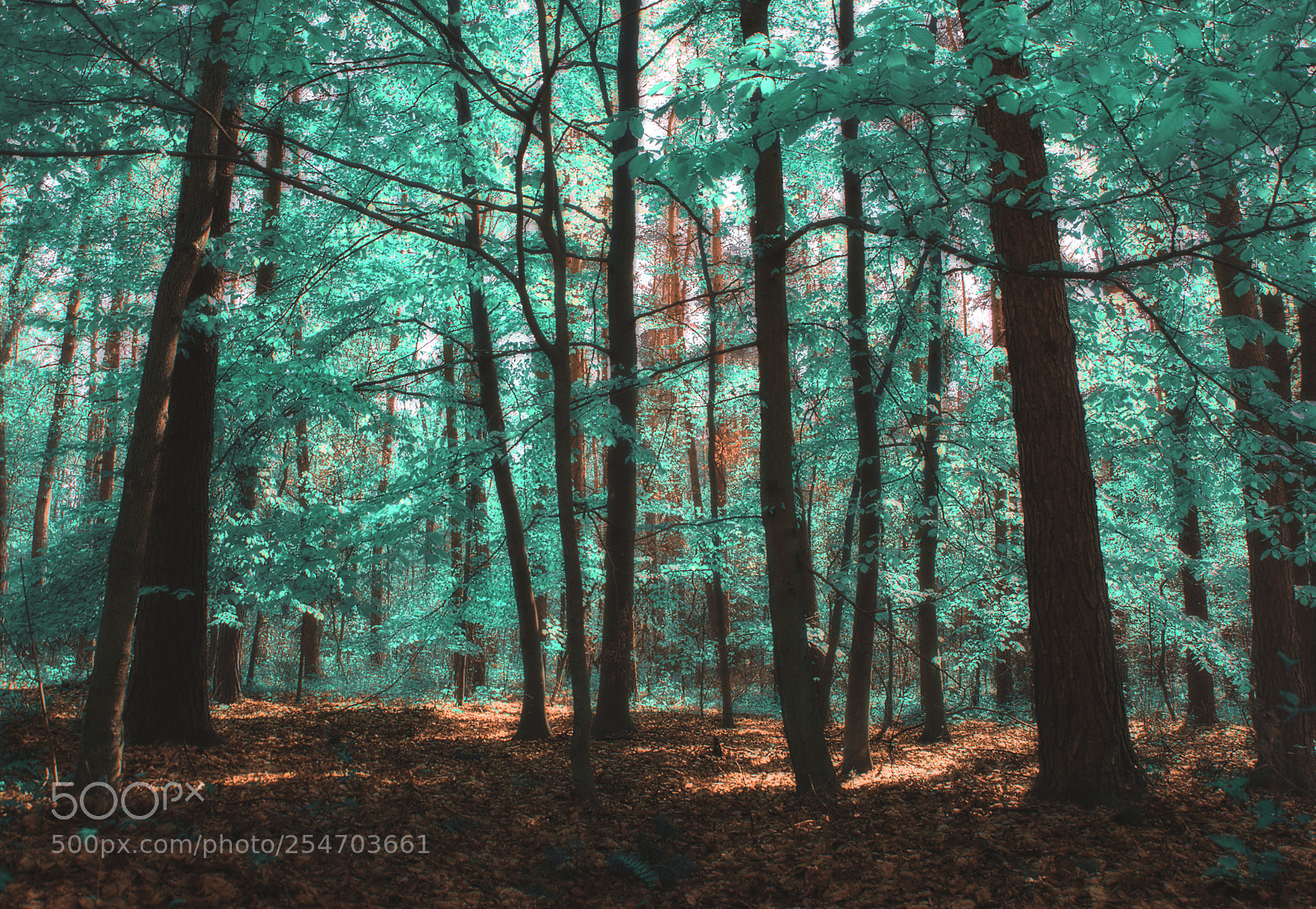 Nikon D3300 sample photo. Turqouise forest photography
