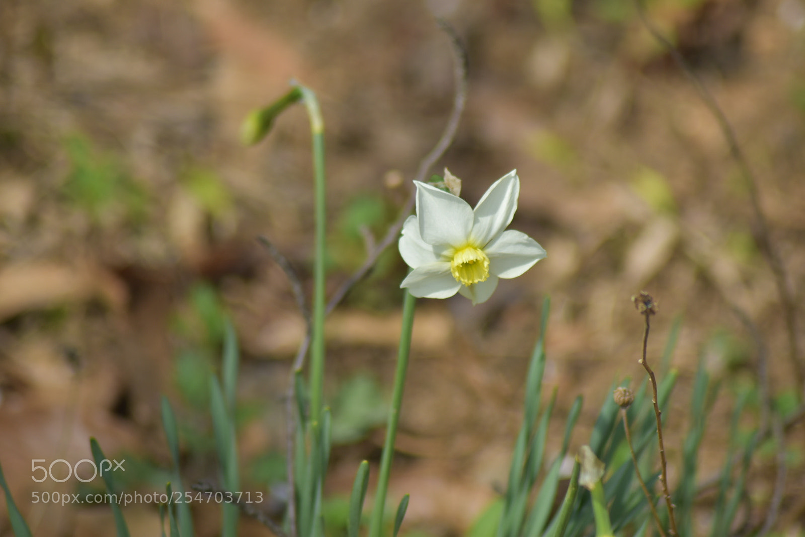 Nikon D5500 sample photo. Spring photography