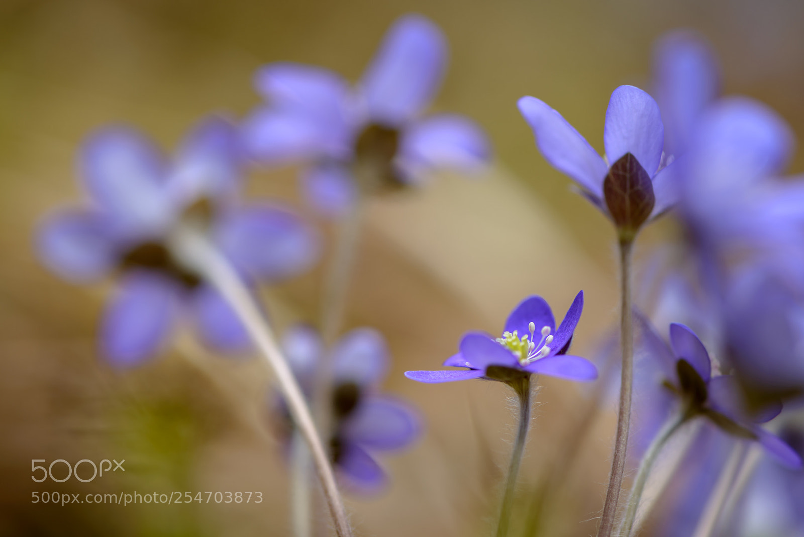 Nikon D800 sample photo. Anemone hepatica photography