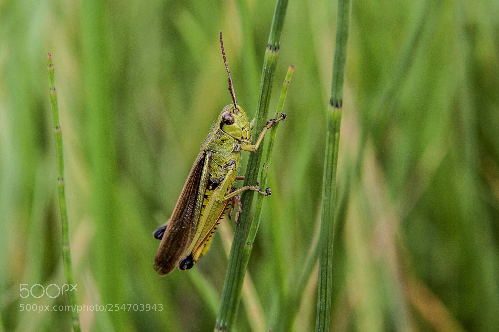 Canon EOS 50D sample photo. Large marsh grasshopper photography