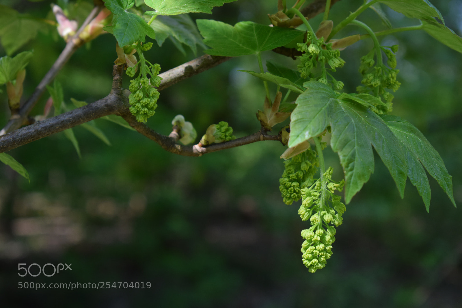 Nikon D3300 sample photo. Untitled photography